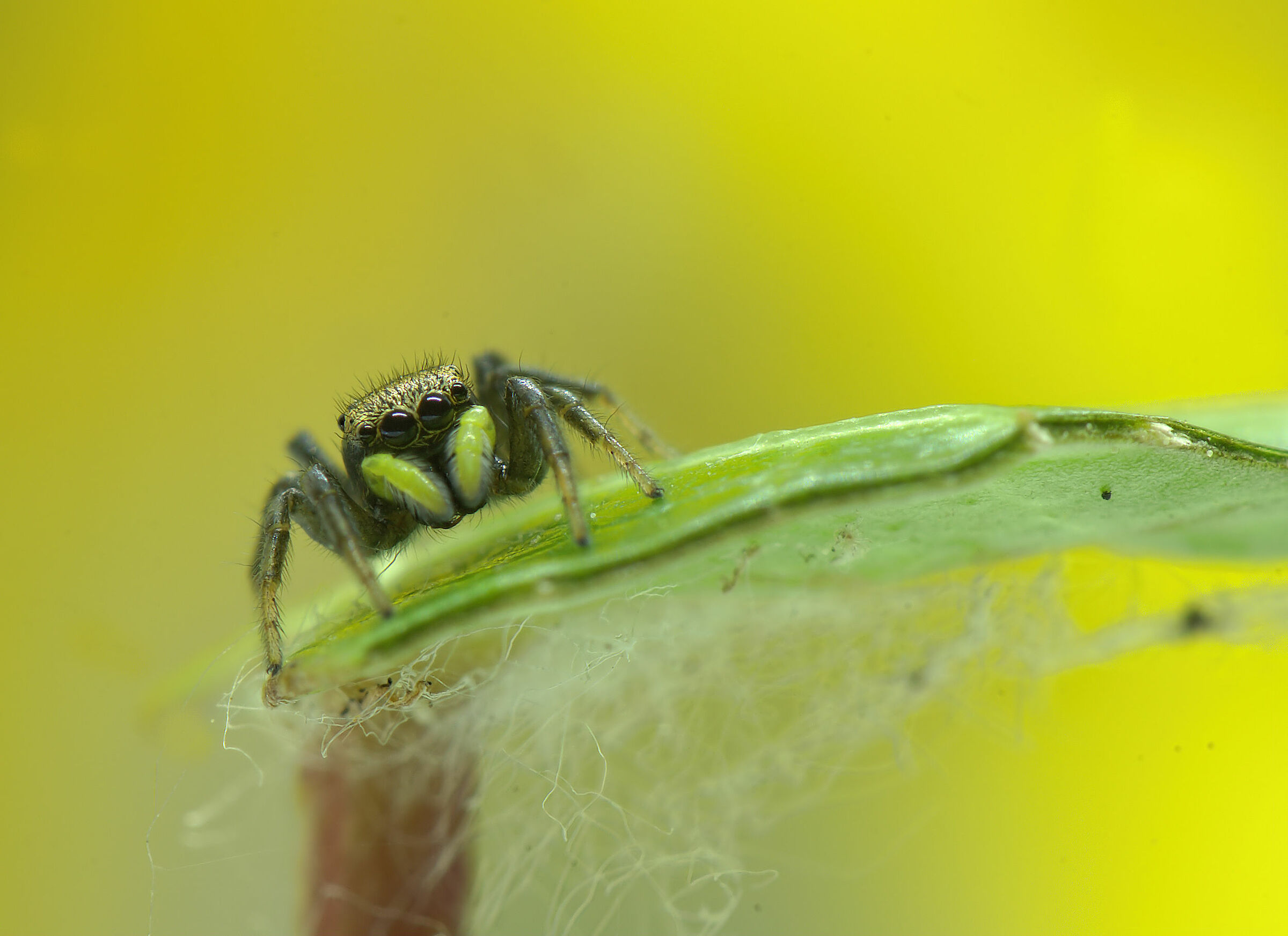Salticidae