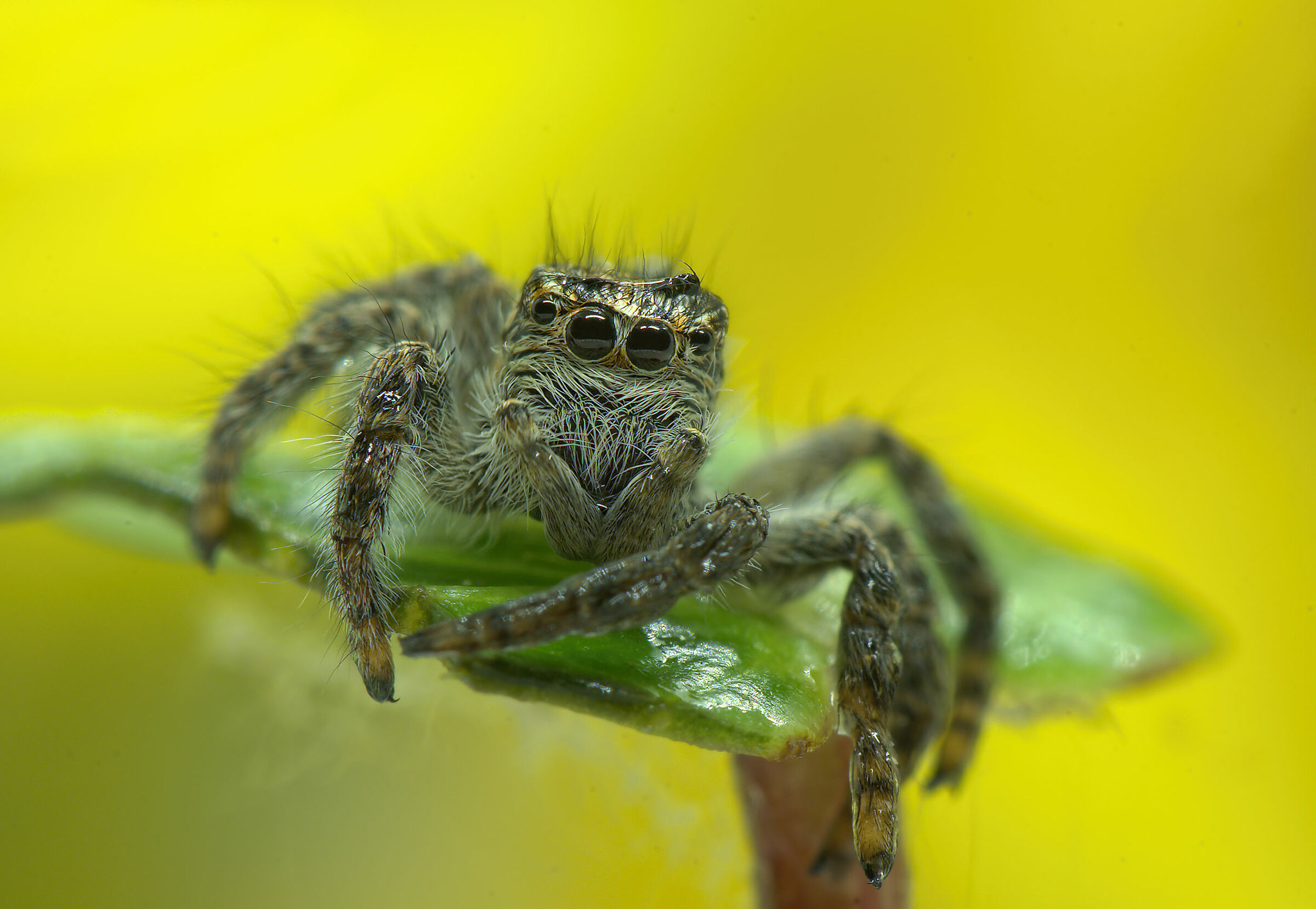 Salticidae