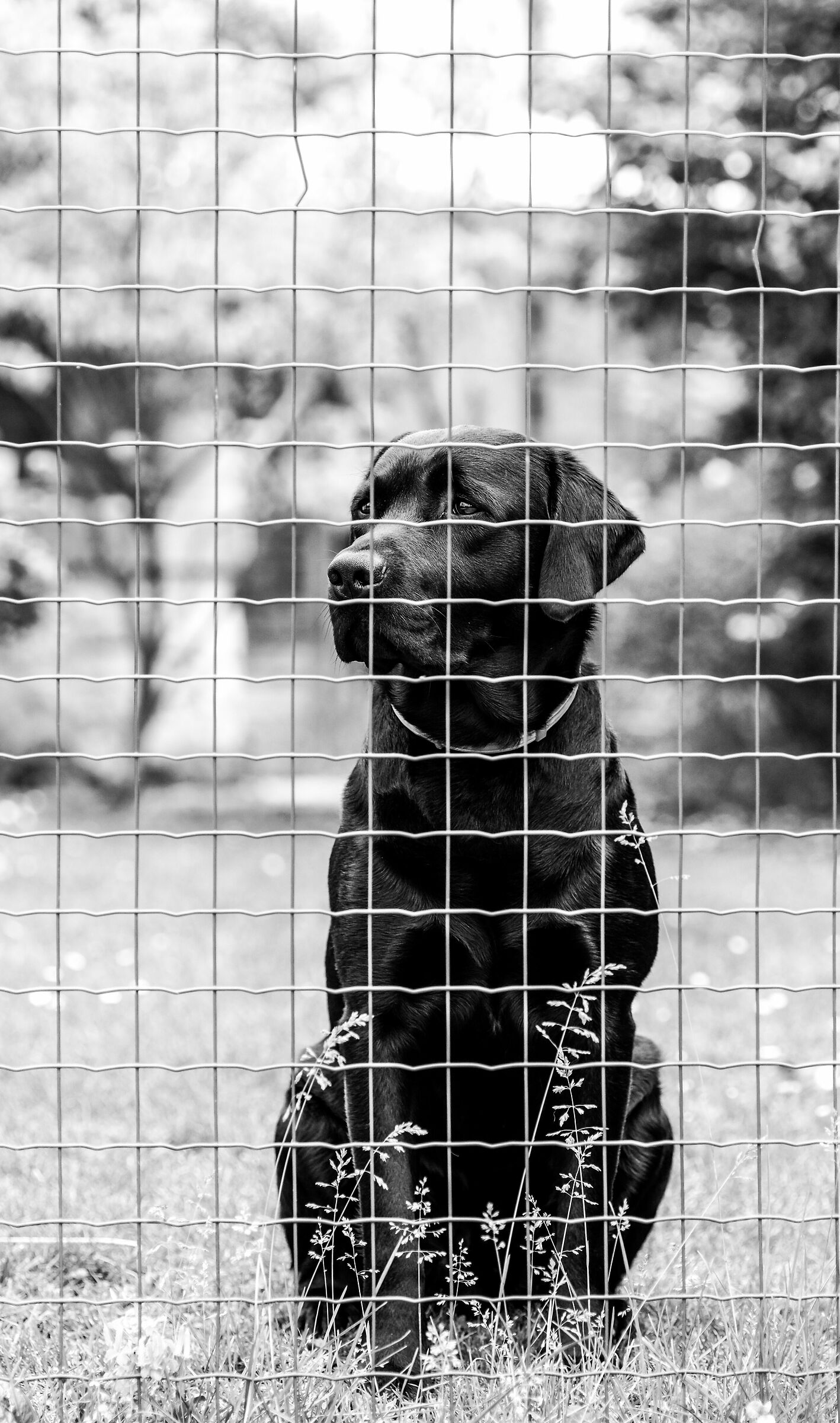 Il mio cane quando esco di casa