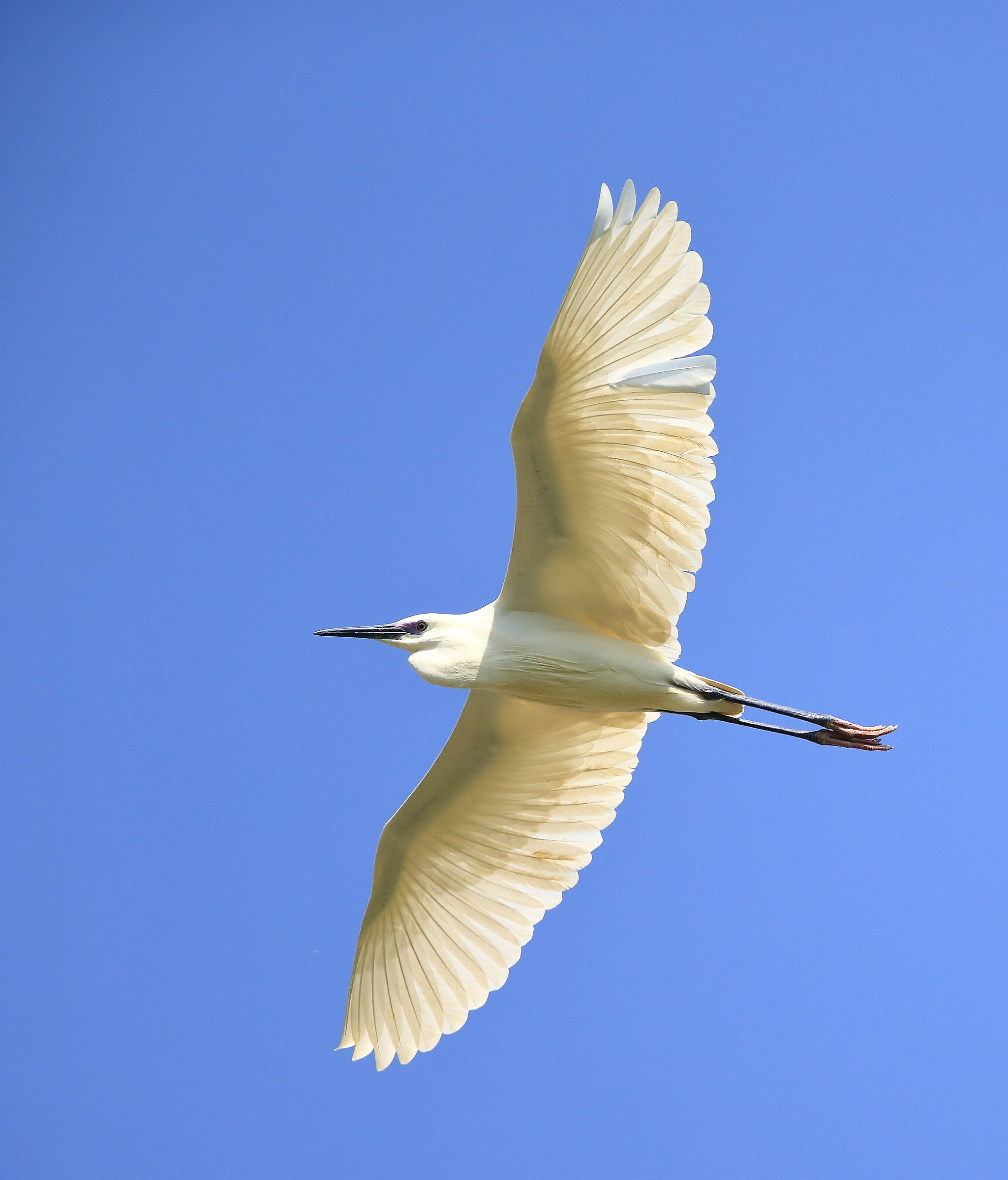 Garzetta (Egretta garzetta)