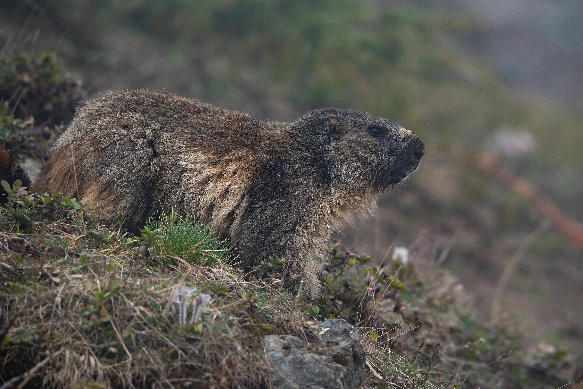 marmotta