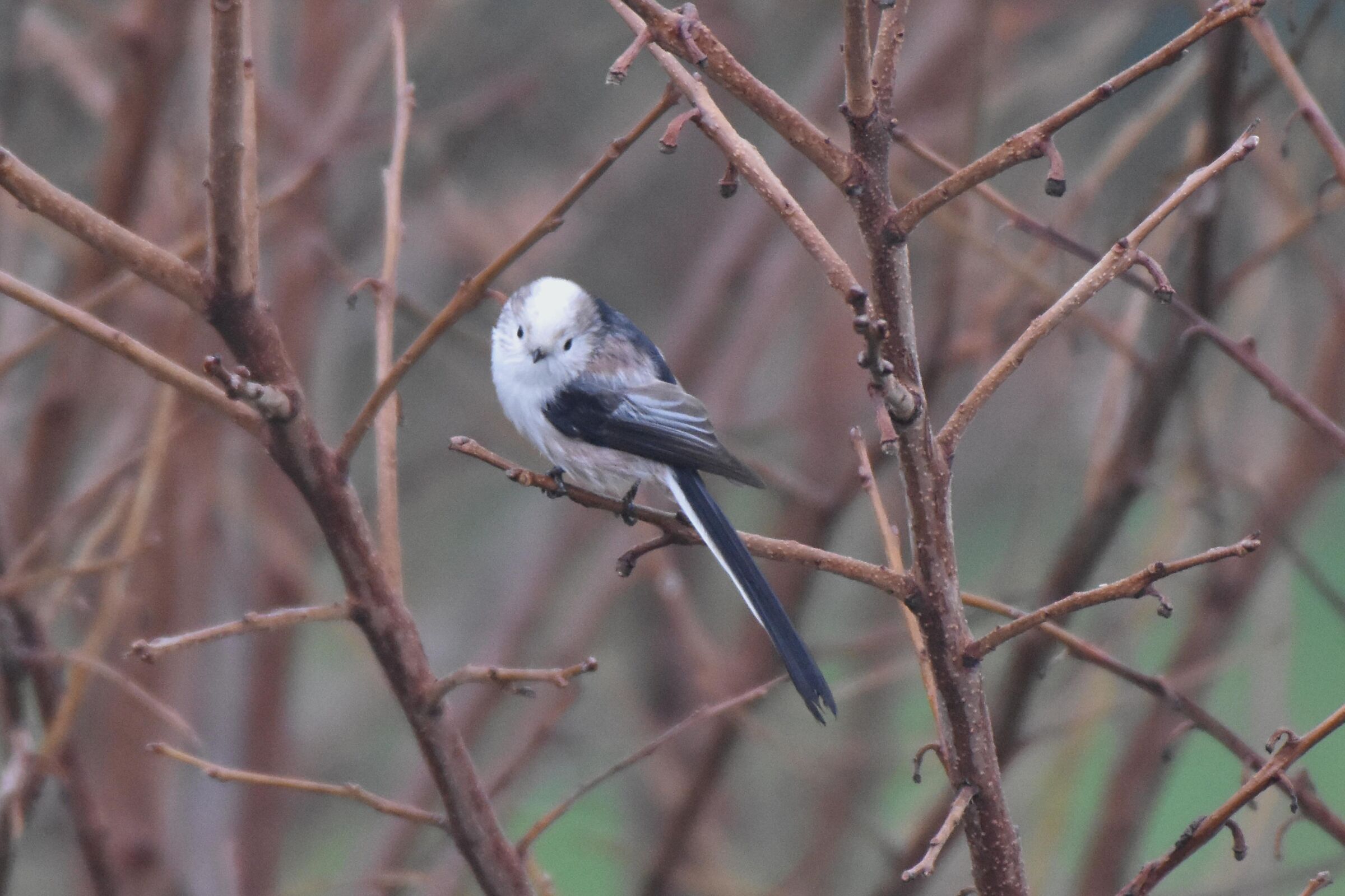 Ssp europaeus x caudatus