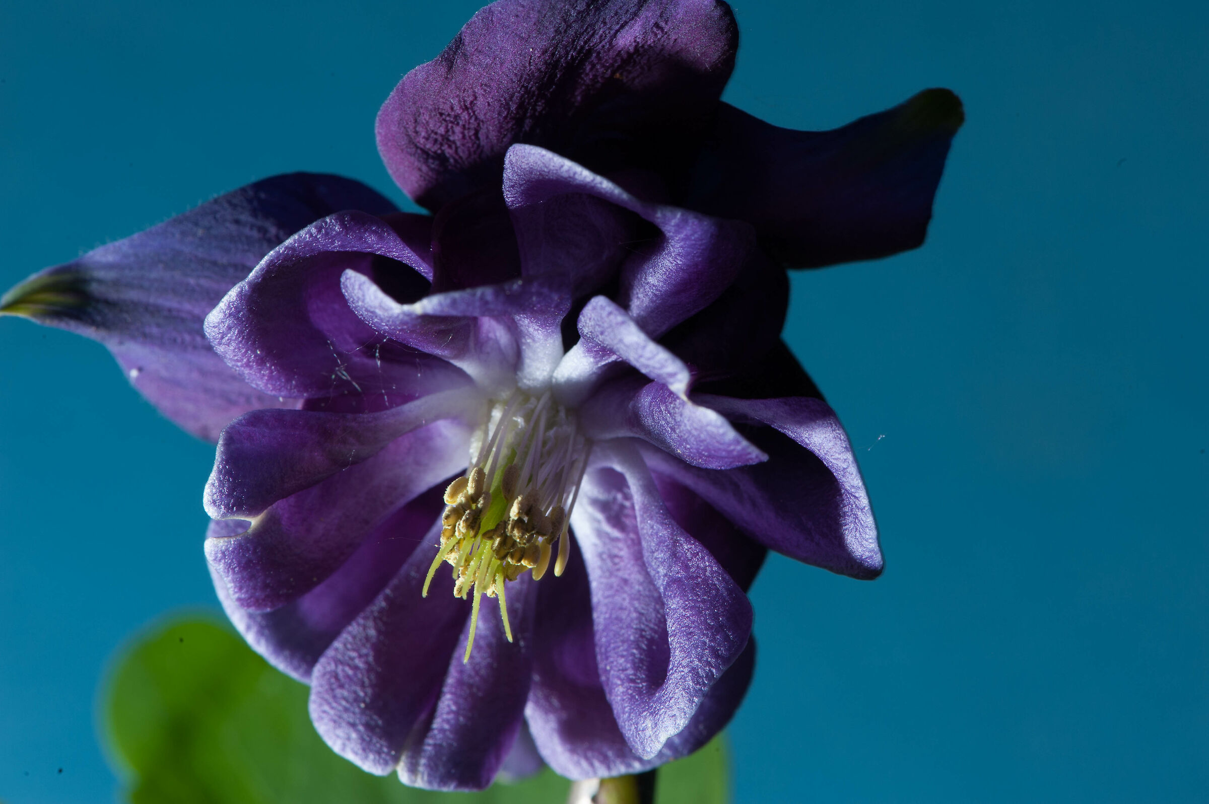 Aquilegia