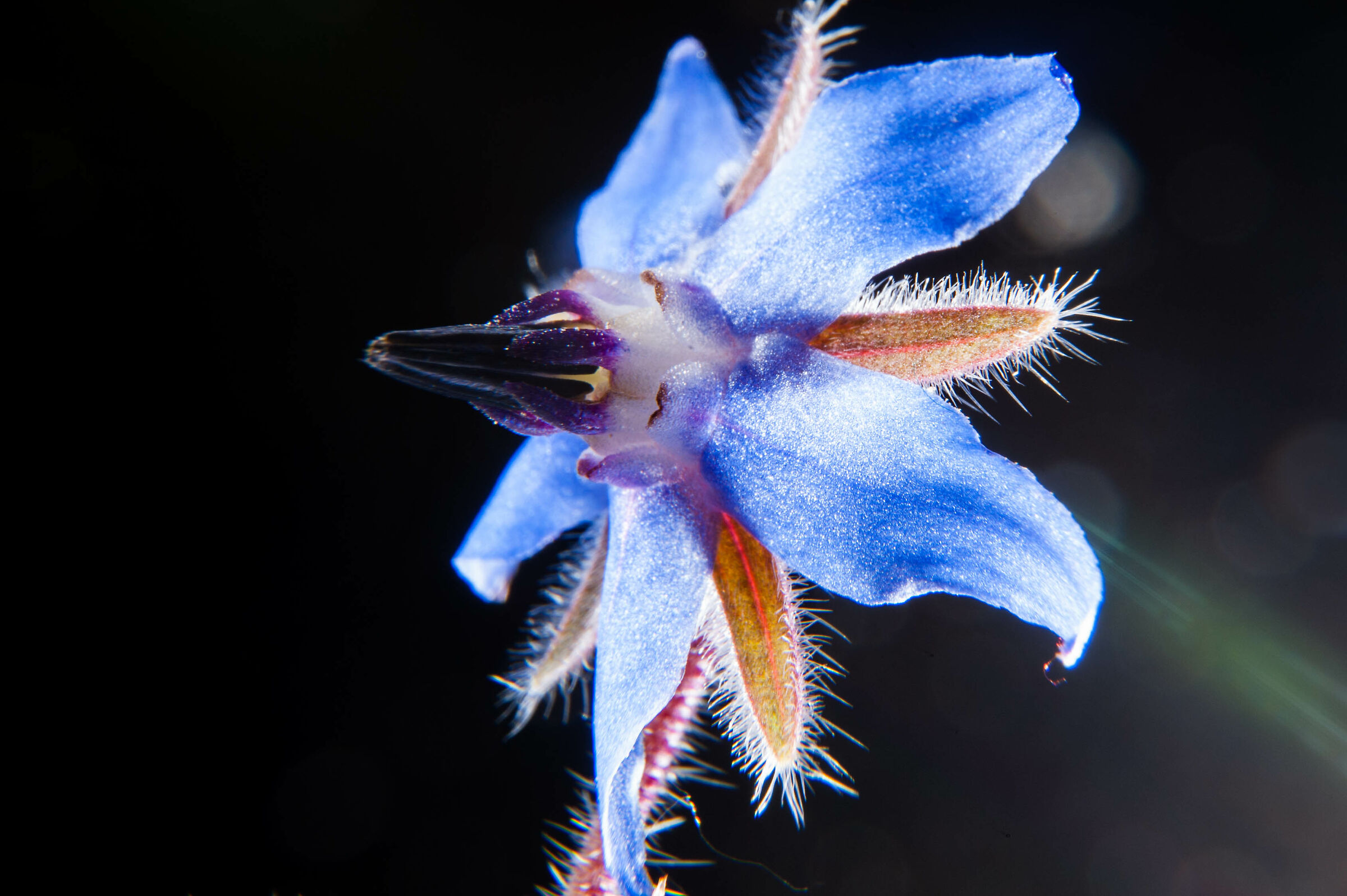 Borage