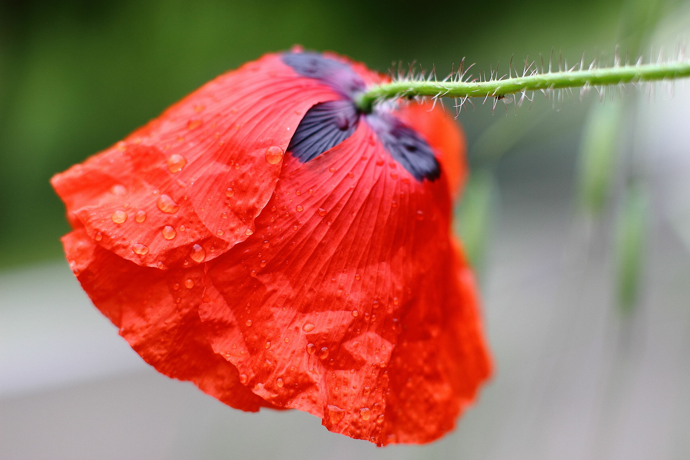 Rain in the poppy