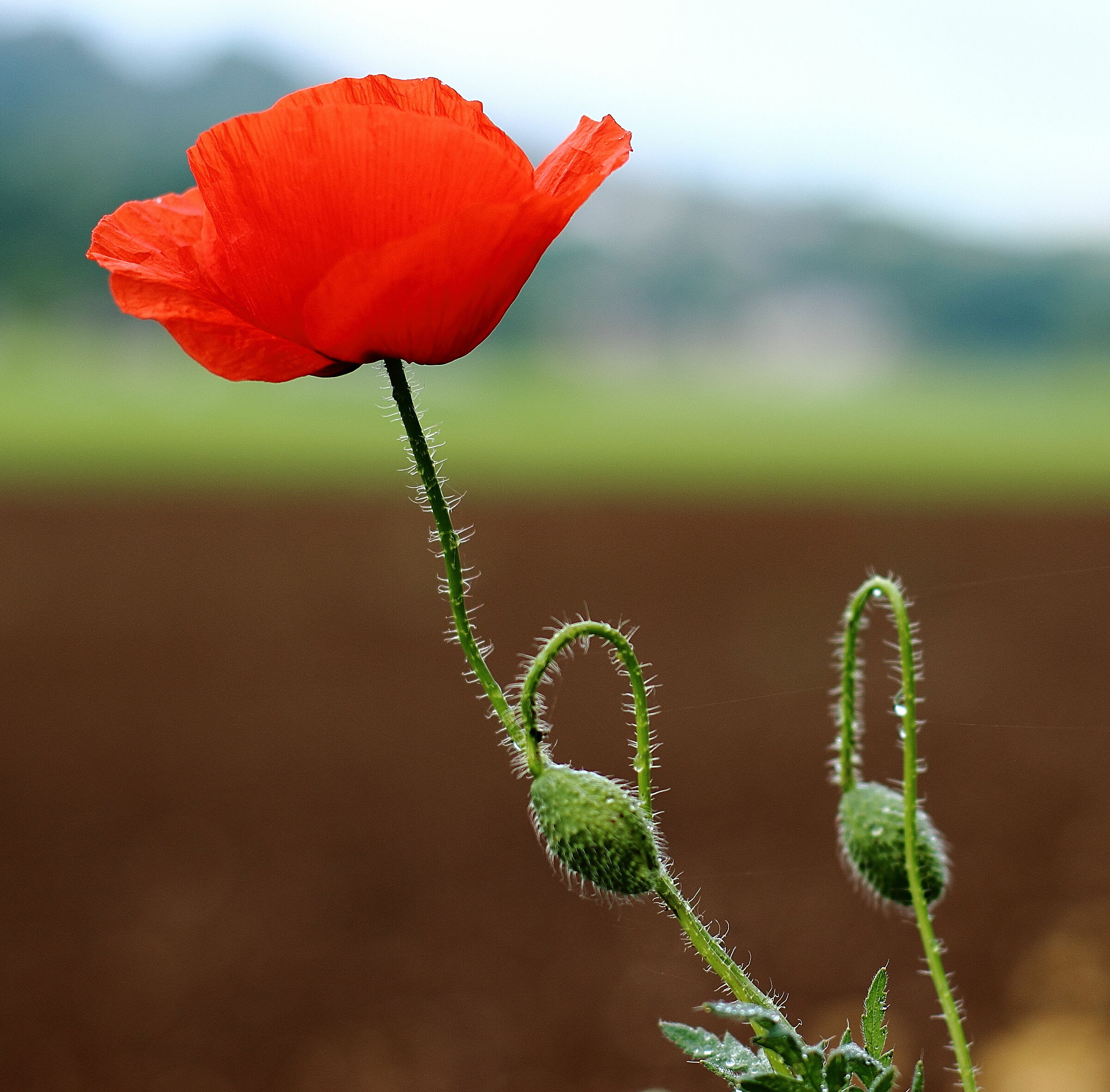 Rain in the poppy 2.0