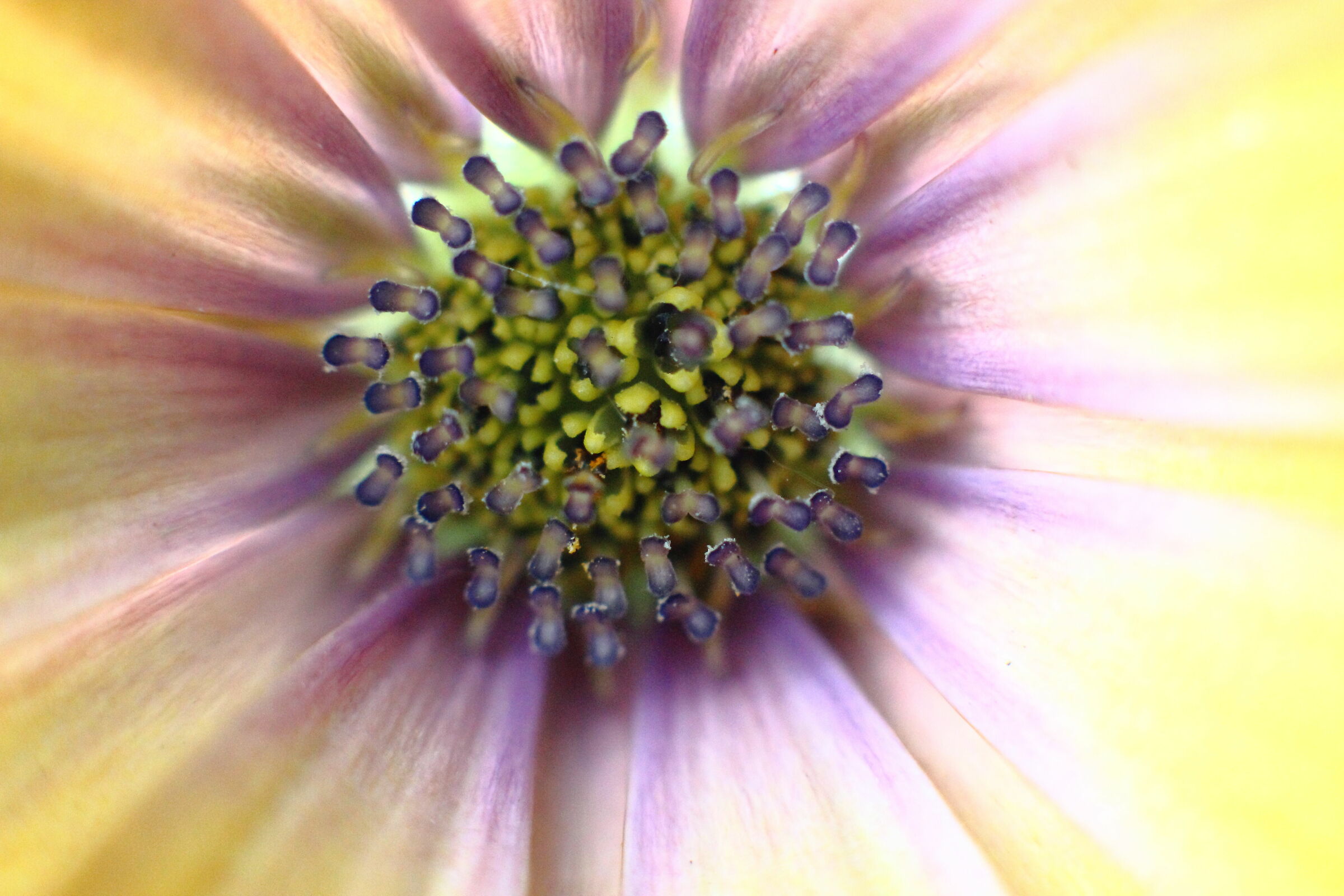 macro flower