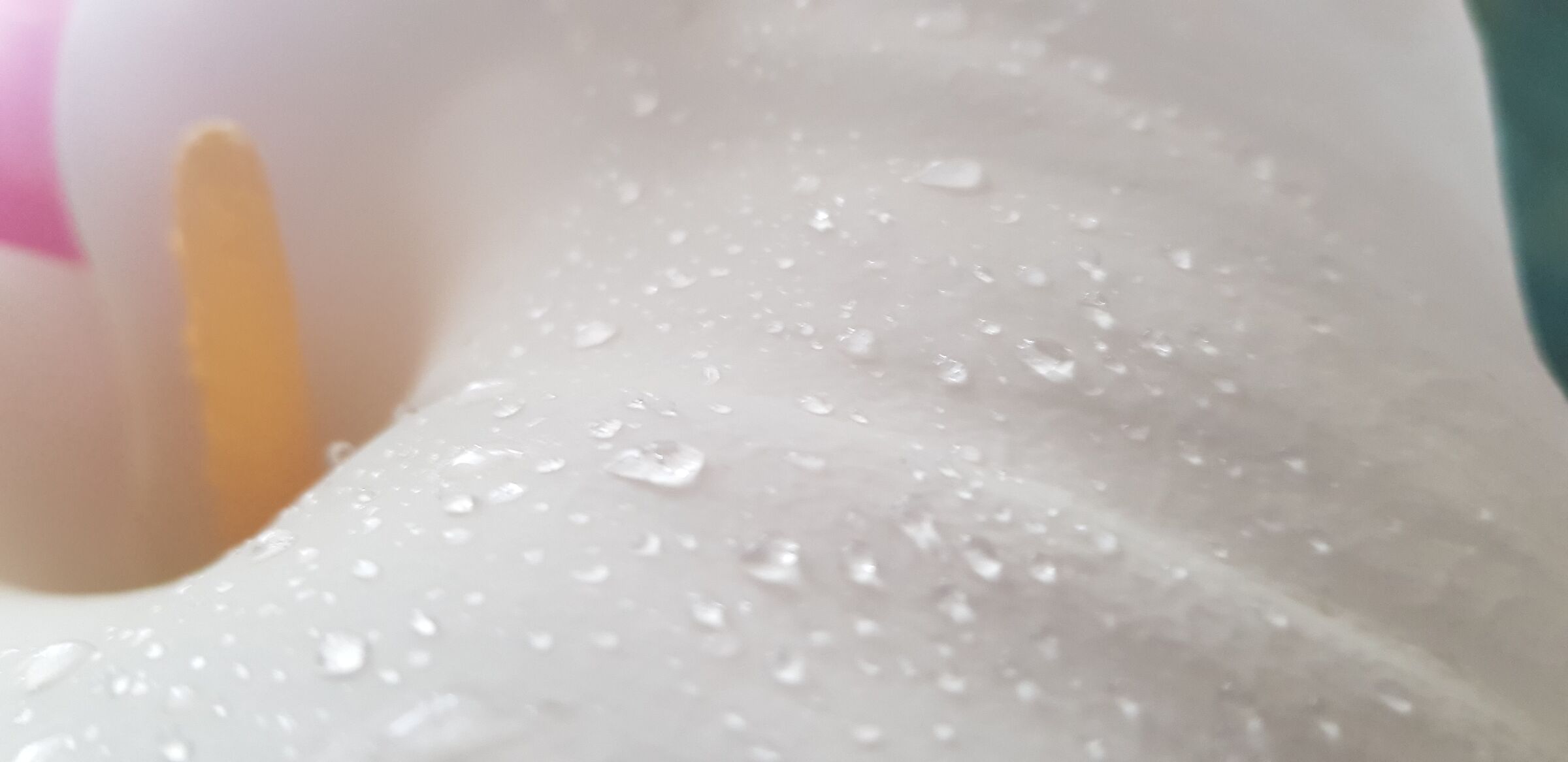 Calla in the morning