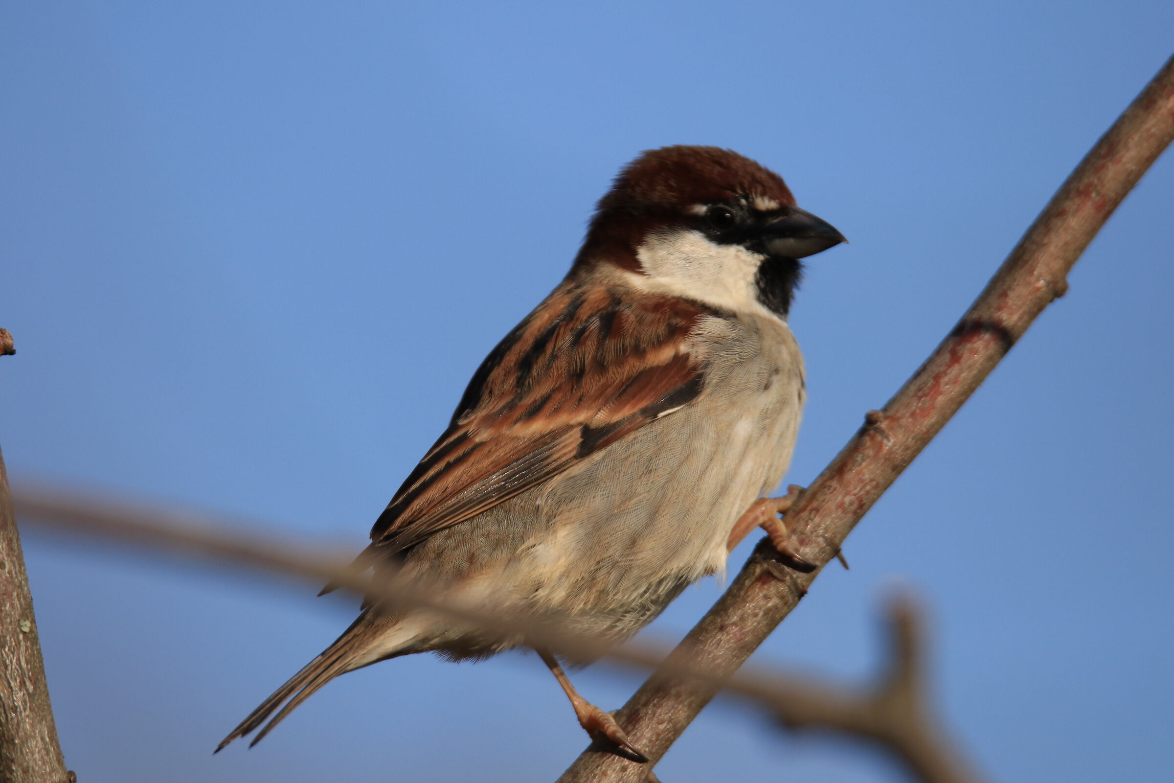 Male Sparrow