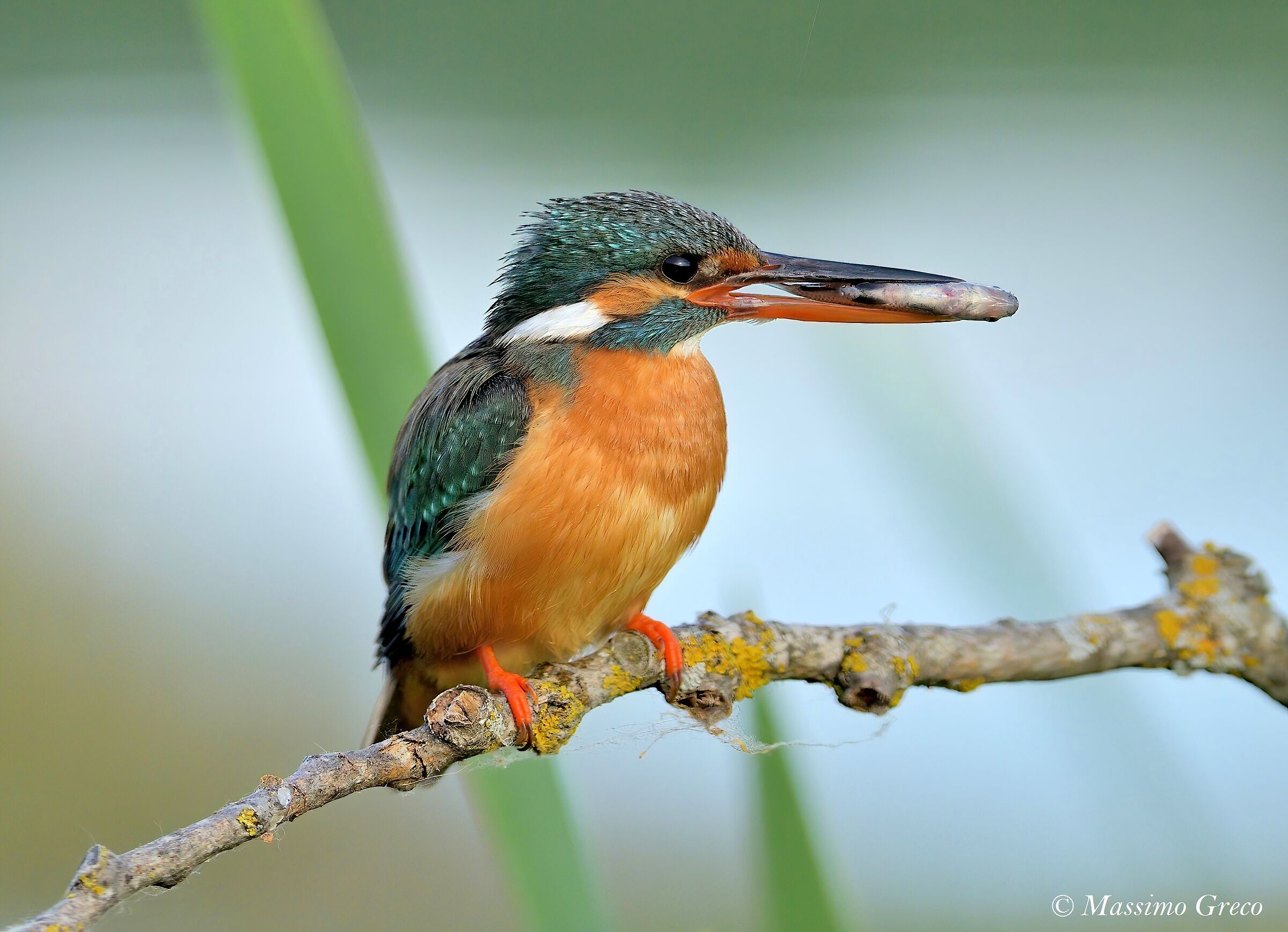 Kingfisher