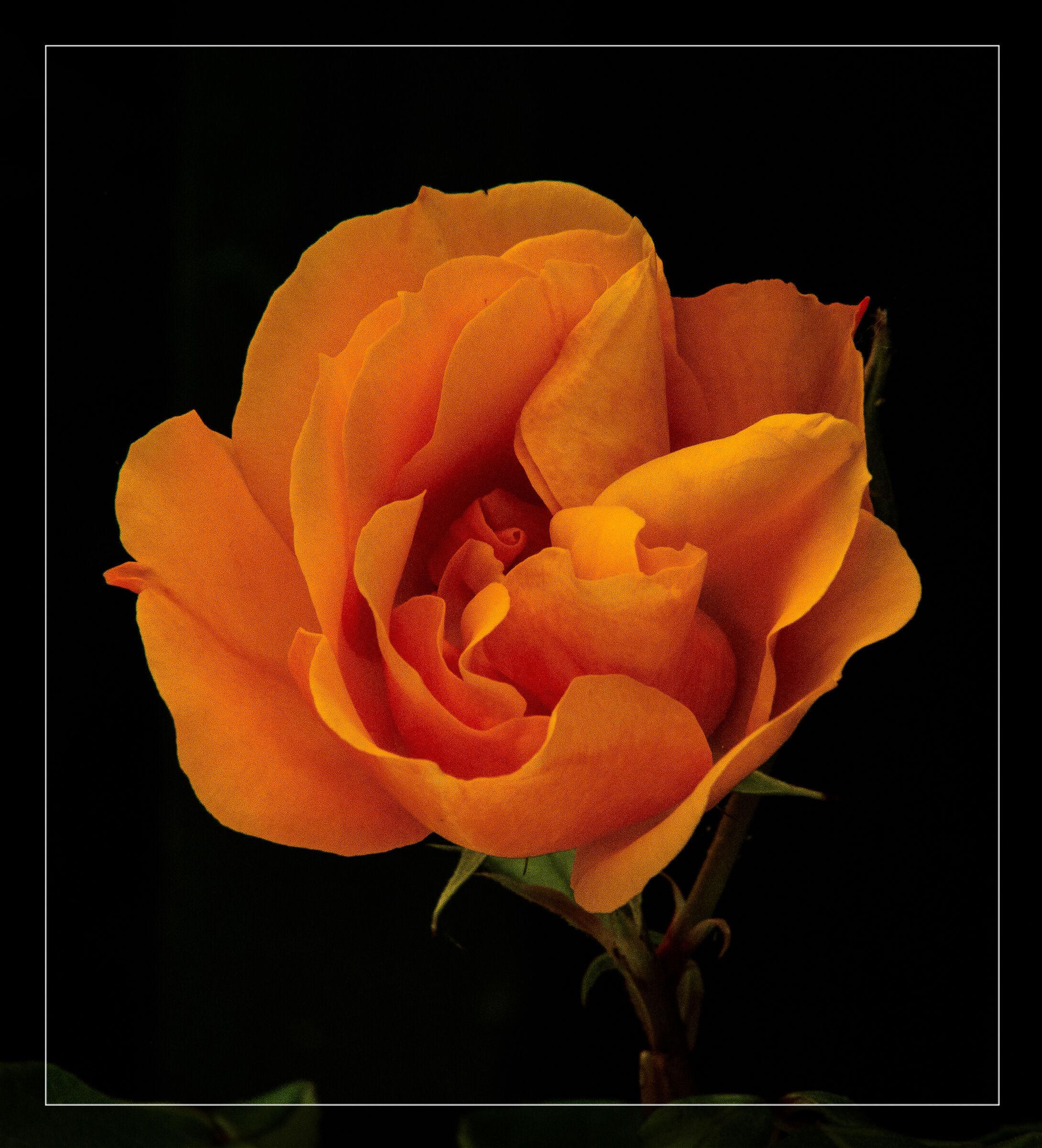 Orange rose