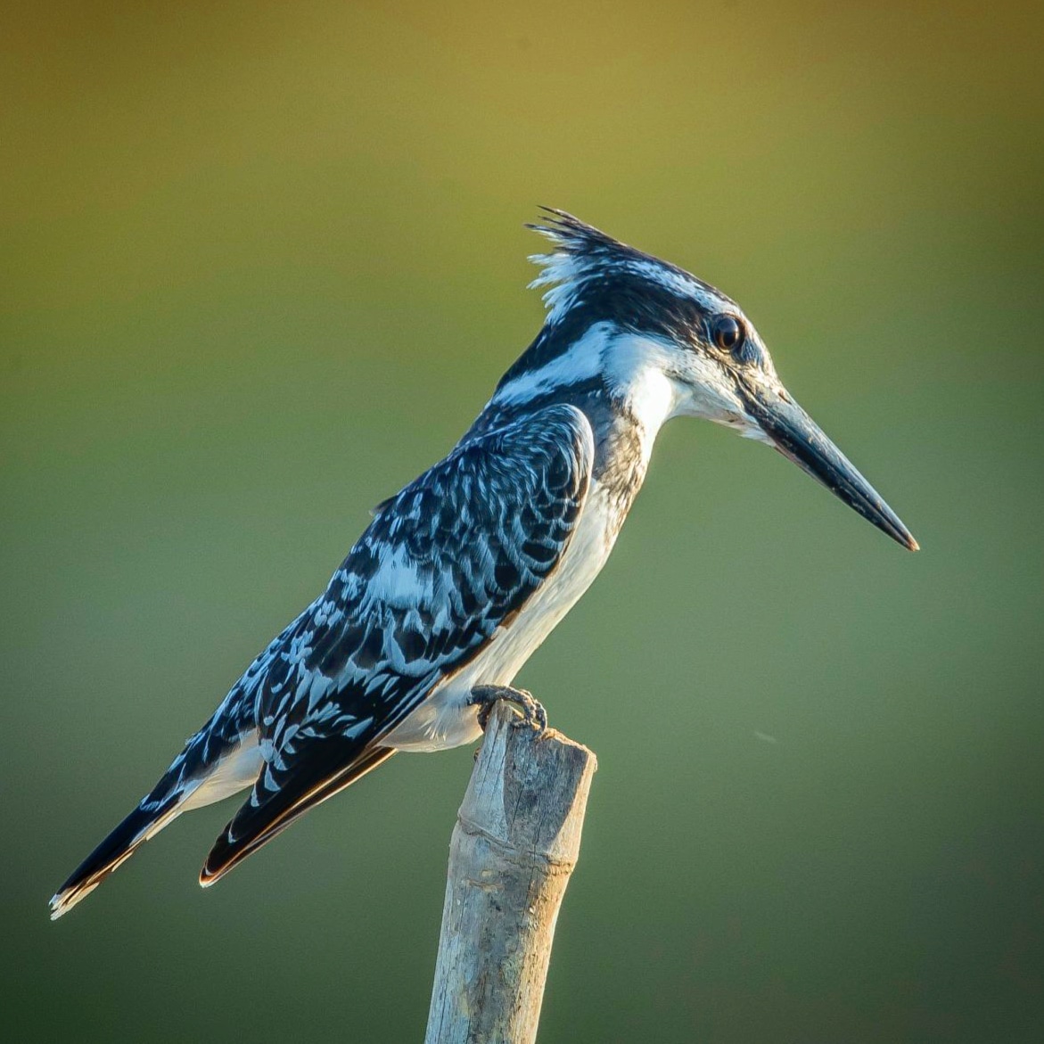 Pied kingfisher