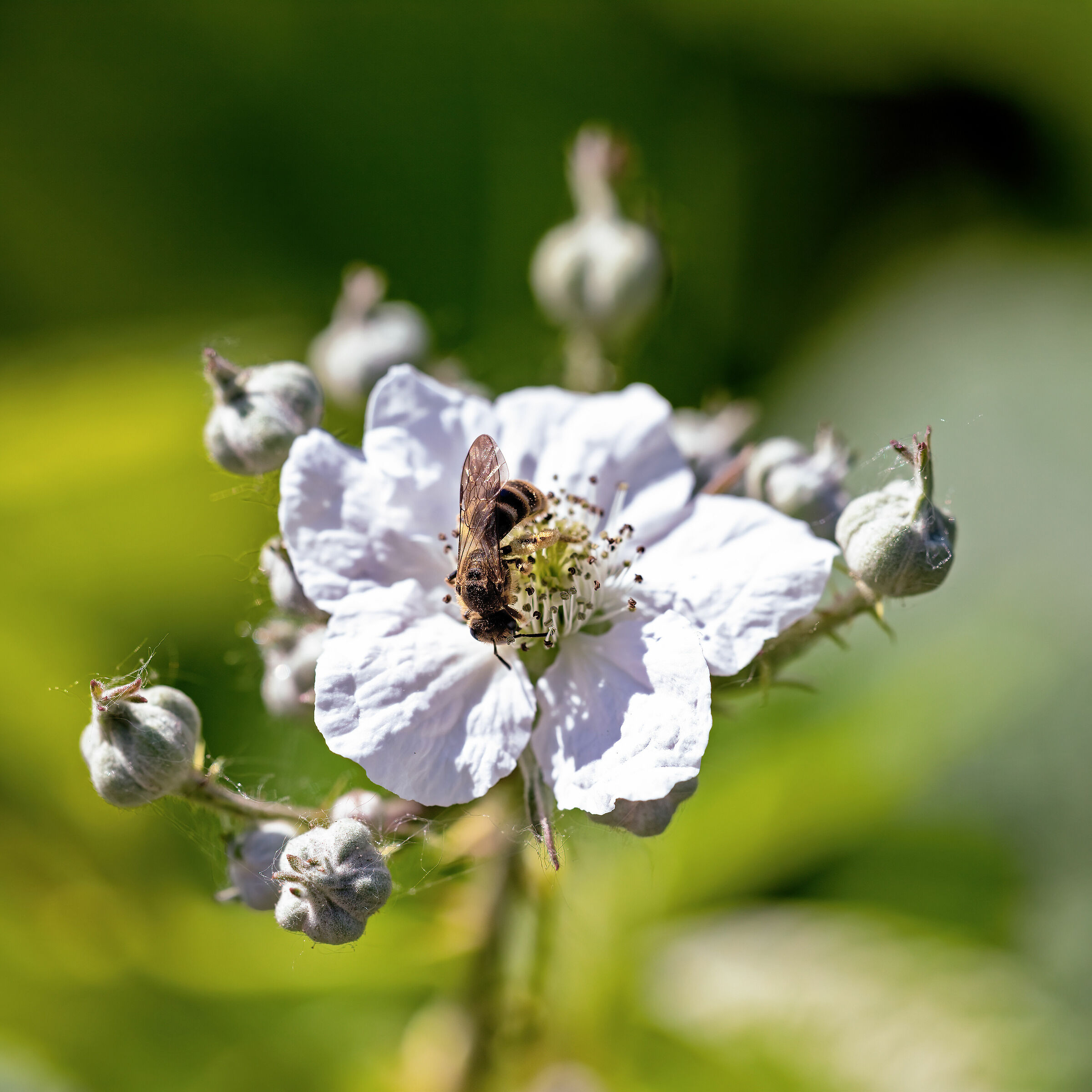 Piatto ricco mi ci ficco