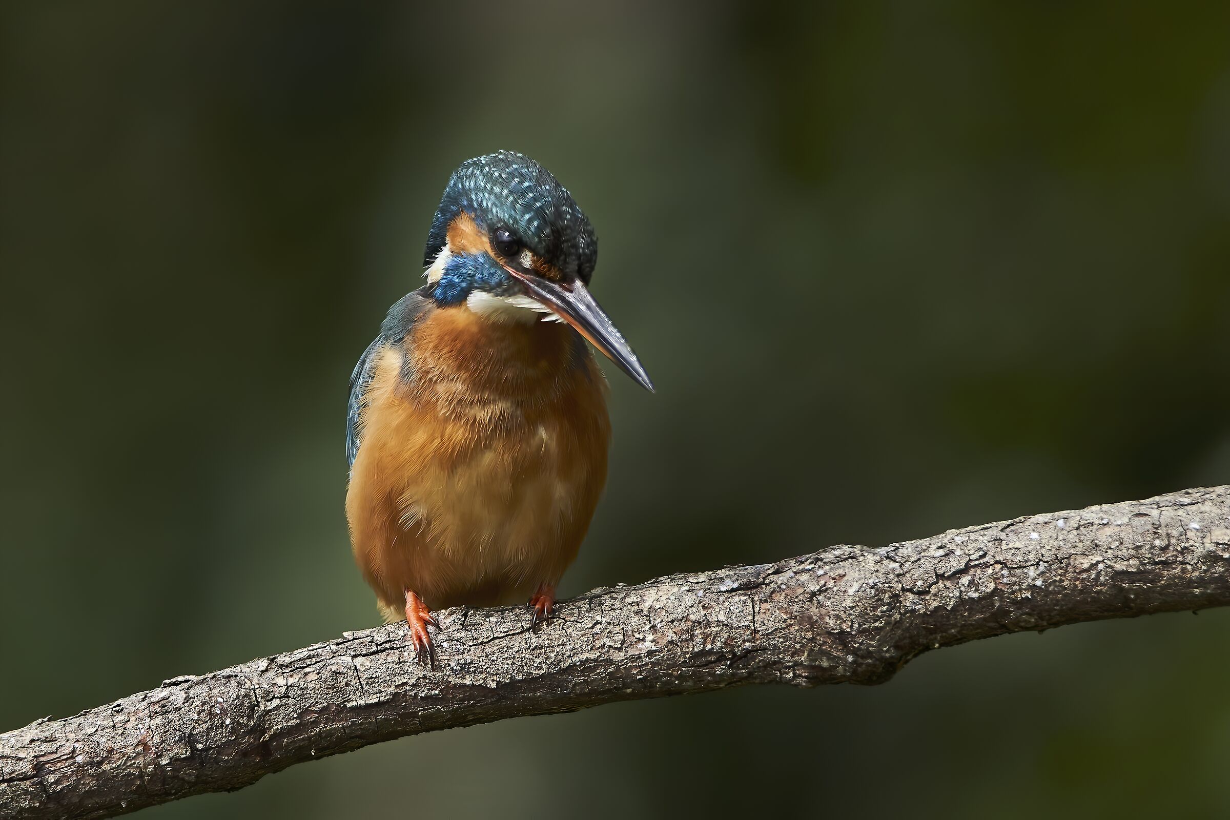 Majestic QueenFisher