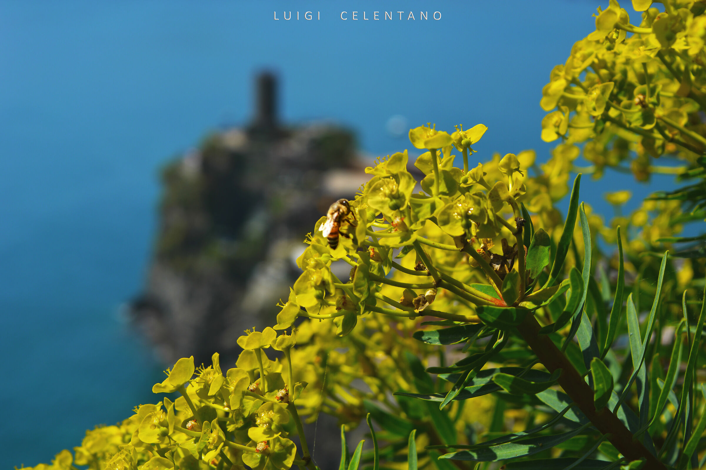 Primavera