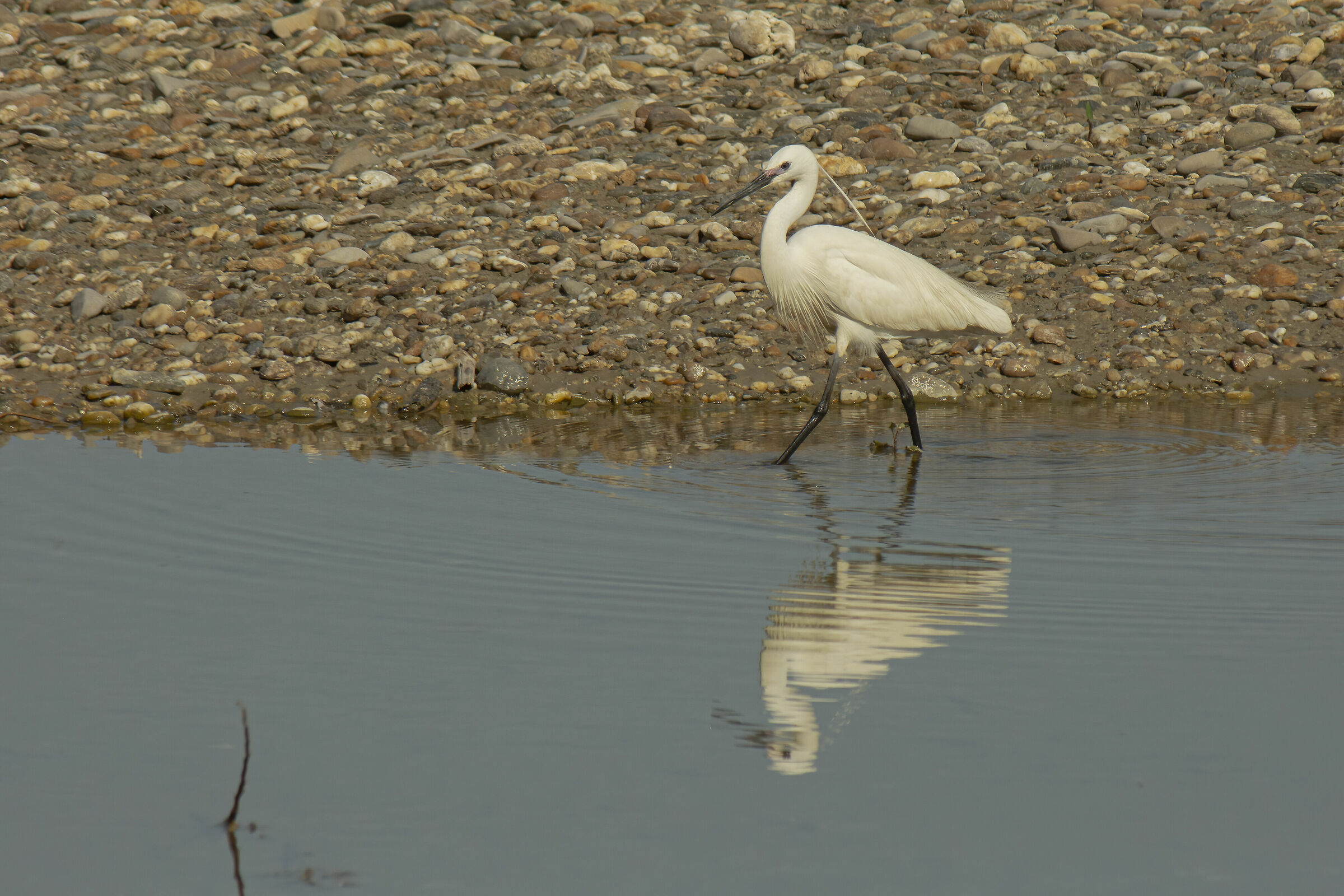 Egretta Garzetta.