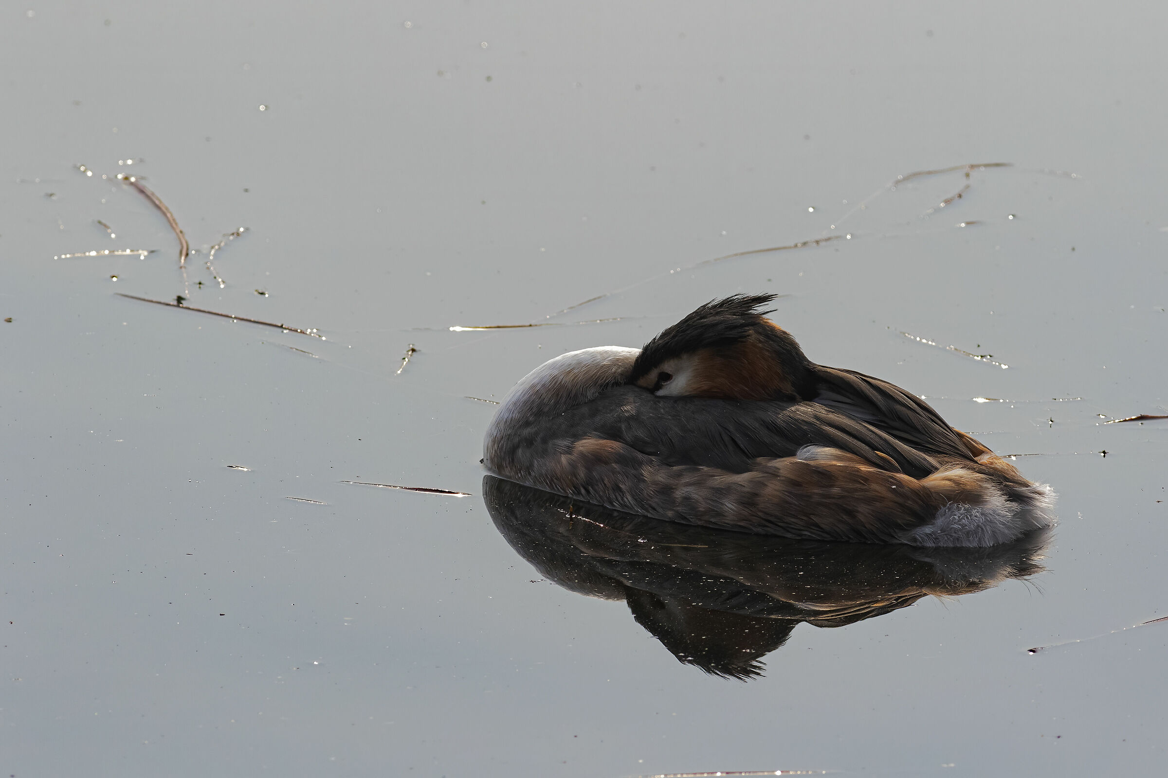 Grebe.