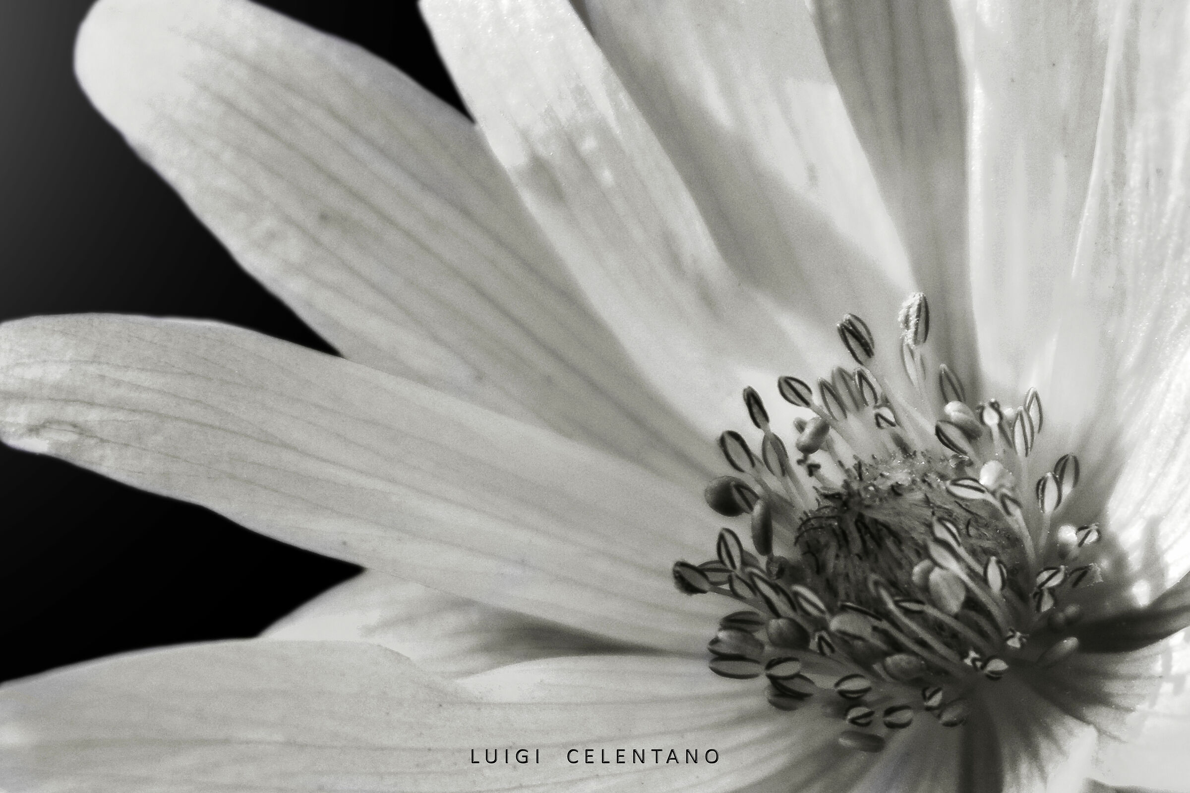 Fiore bw