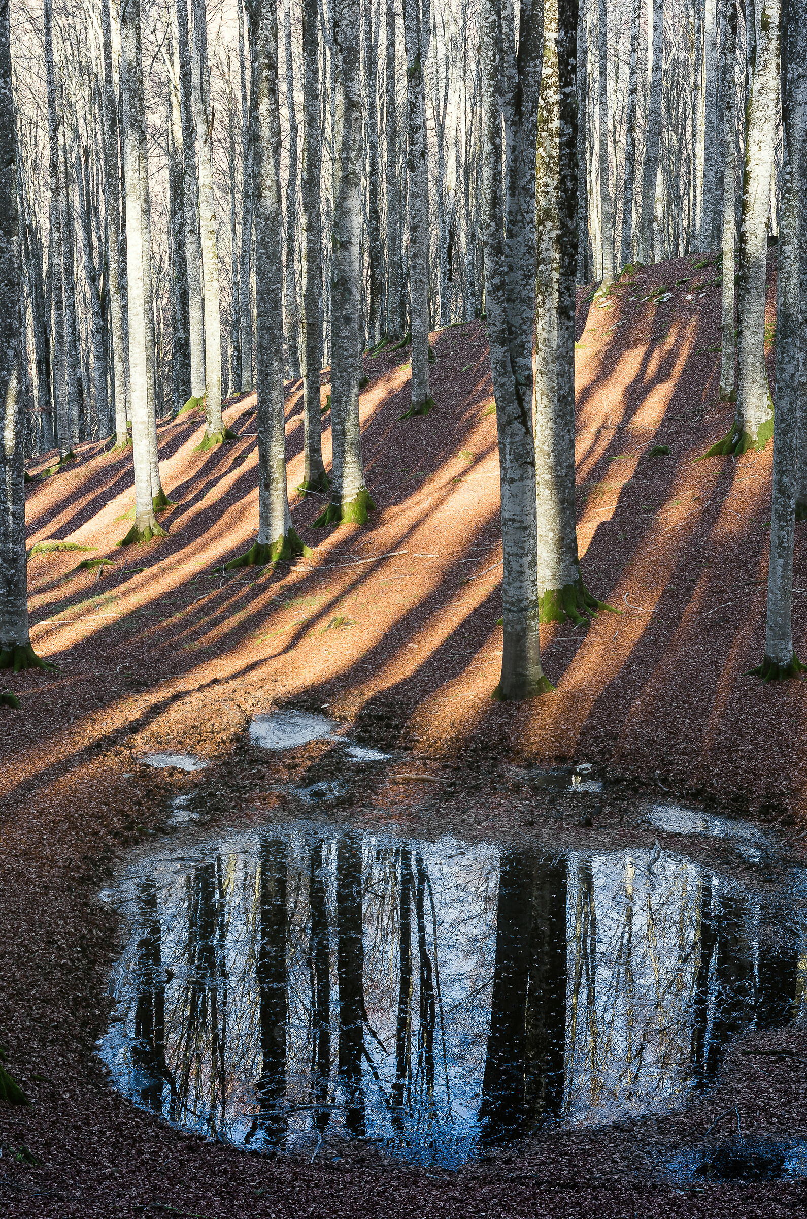 Nel bosco del Cansiglio