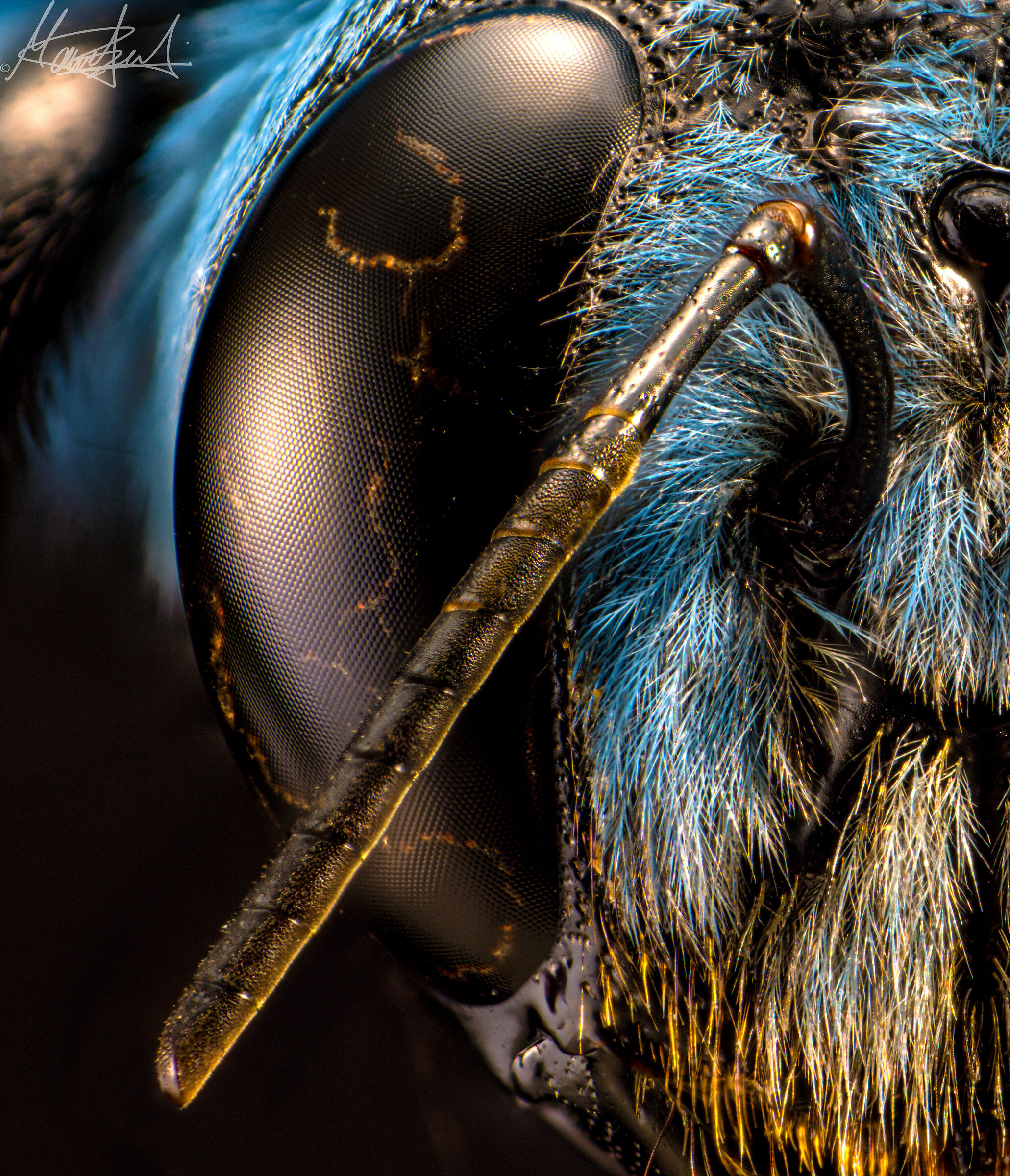 Occhio Xylocopa caerulea