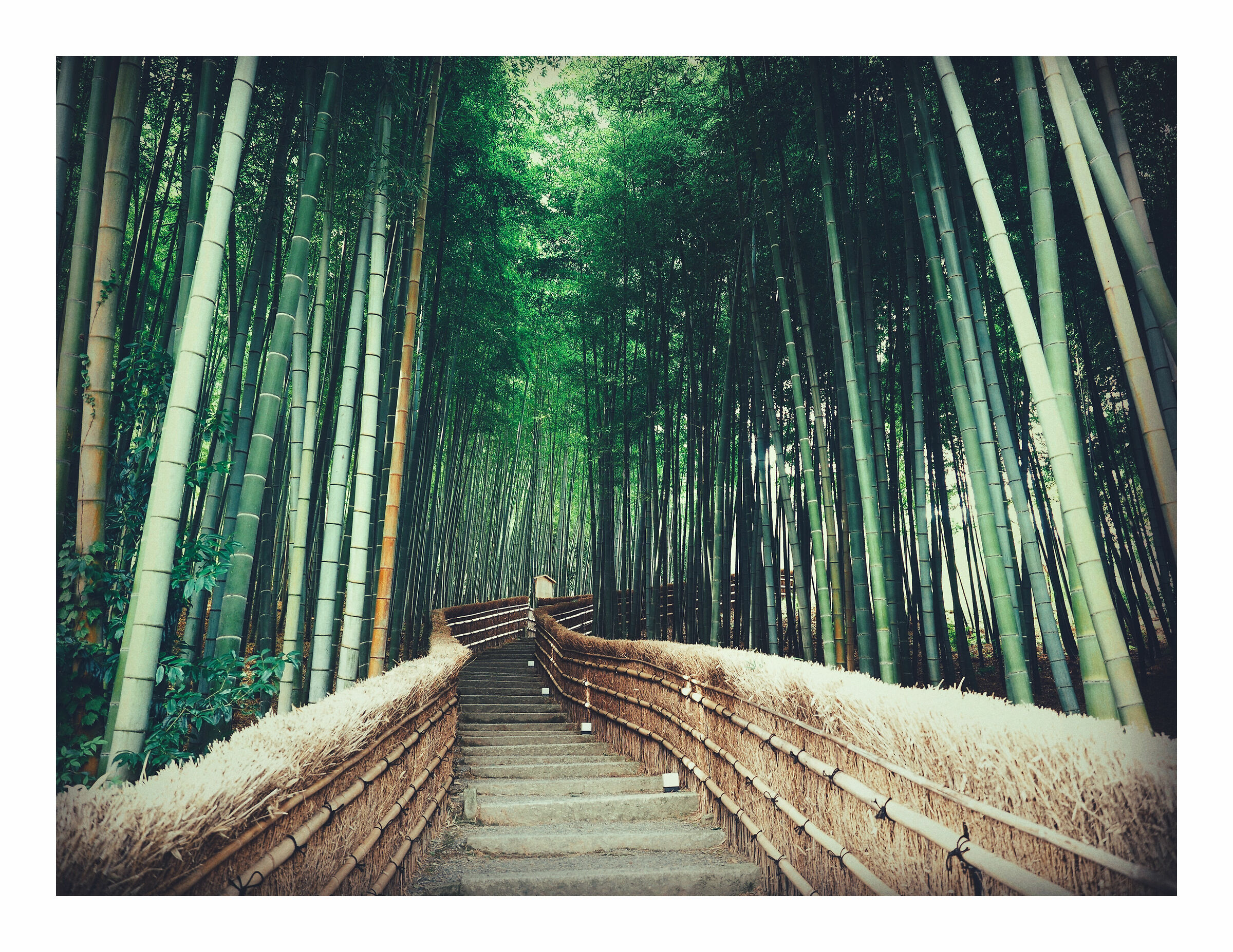 Arashiyama - kyoto - japan