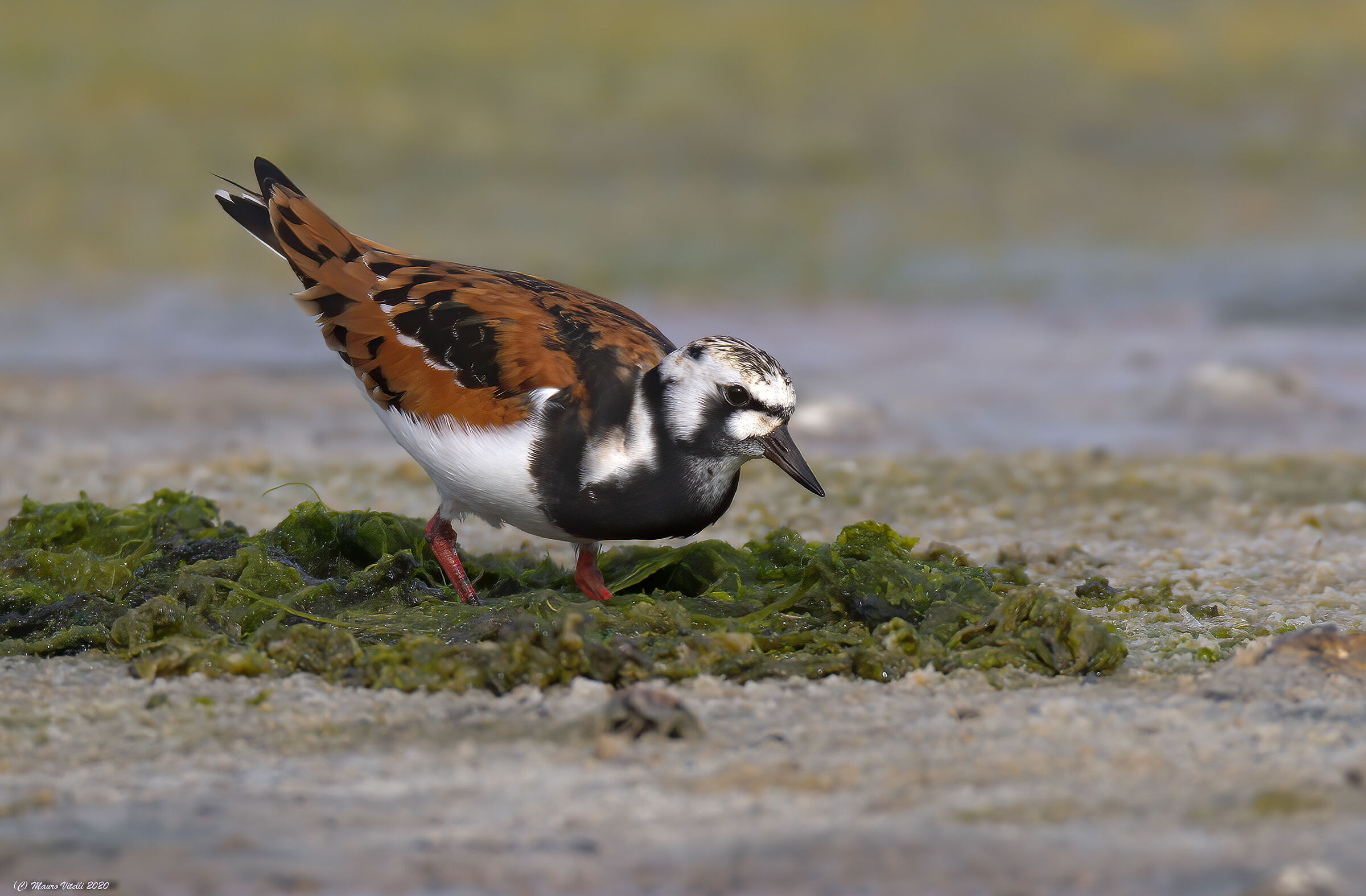Voltapietre (Arenaria interpres)