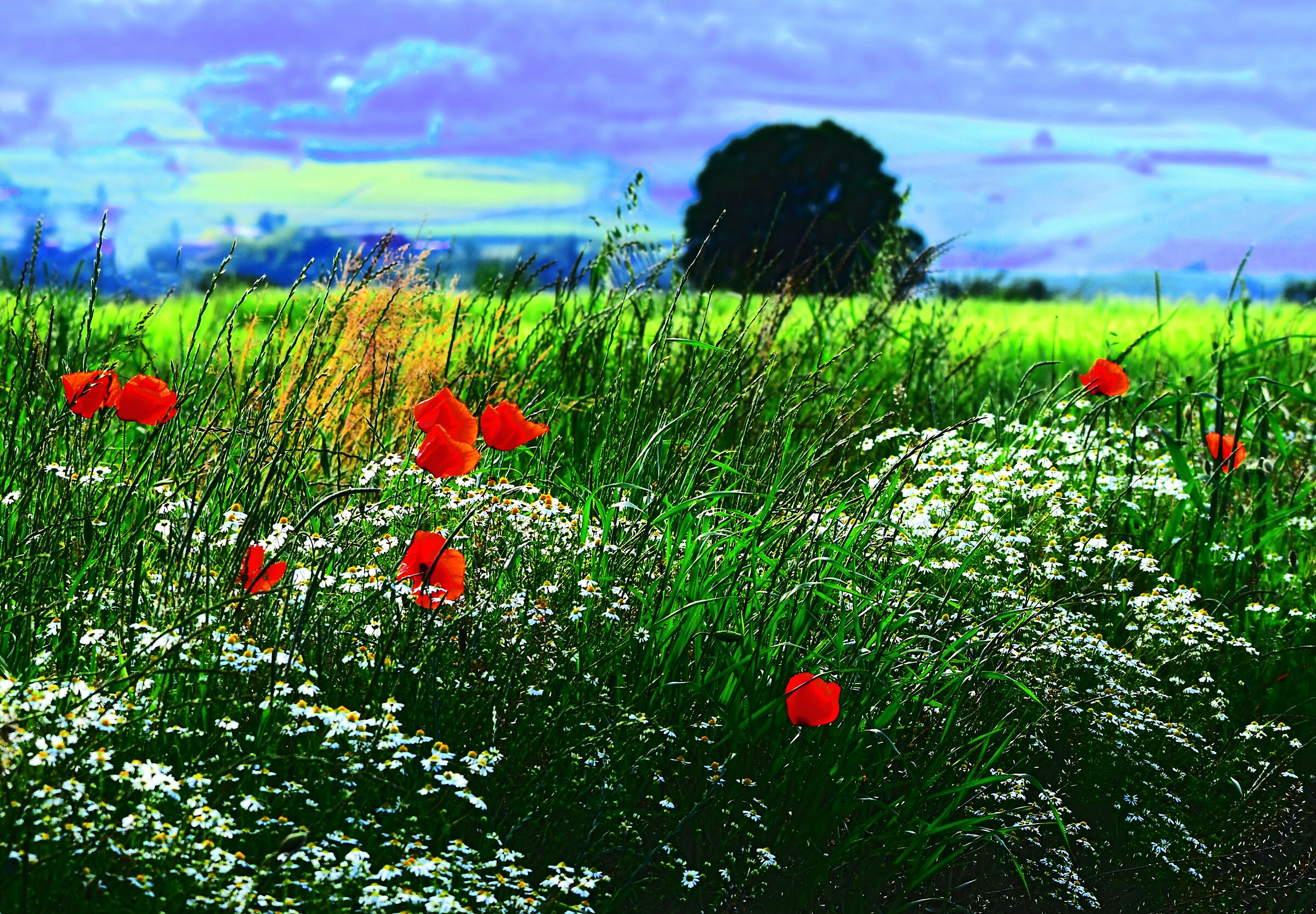 Mixed poppies and wheat