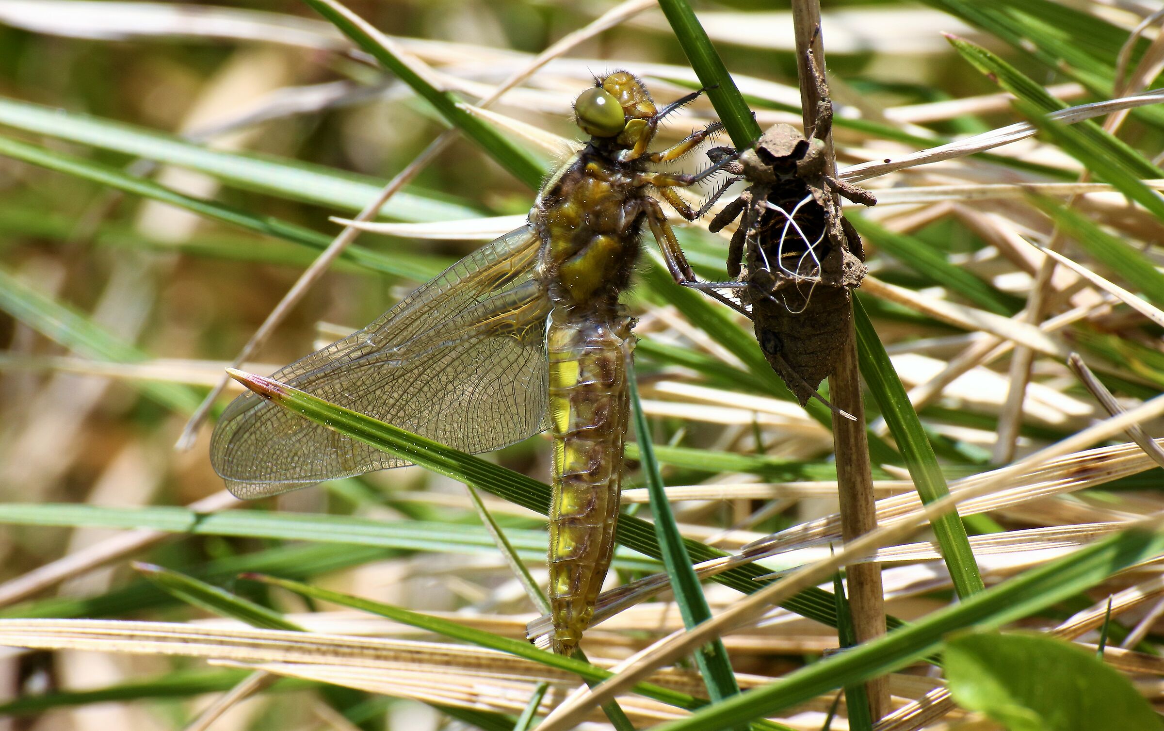 Dragonfly with wetsuit