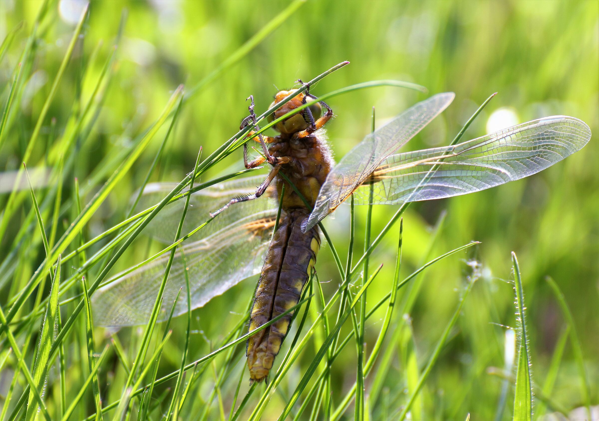 Dragonfly streching