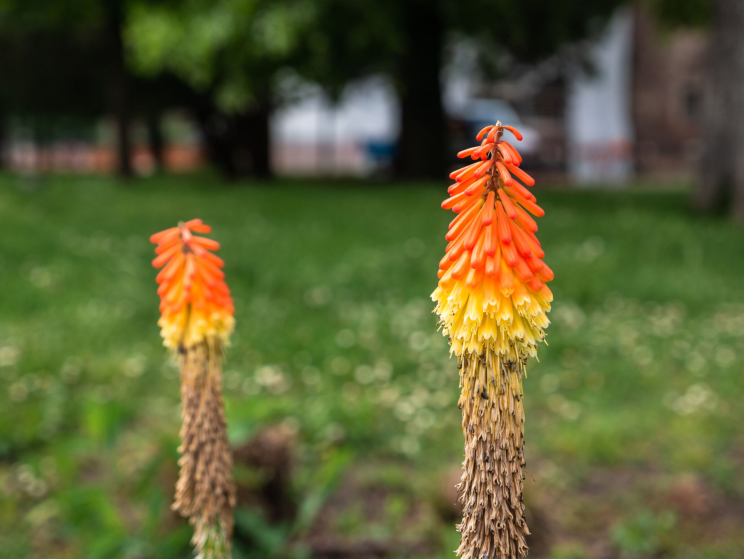 Kniphofia, New1