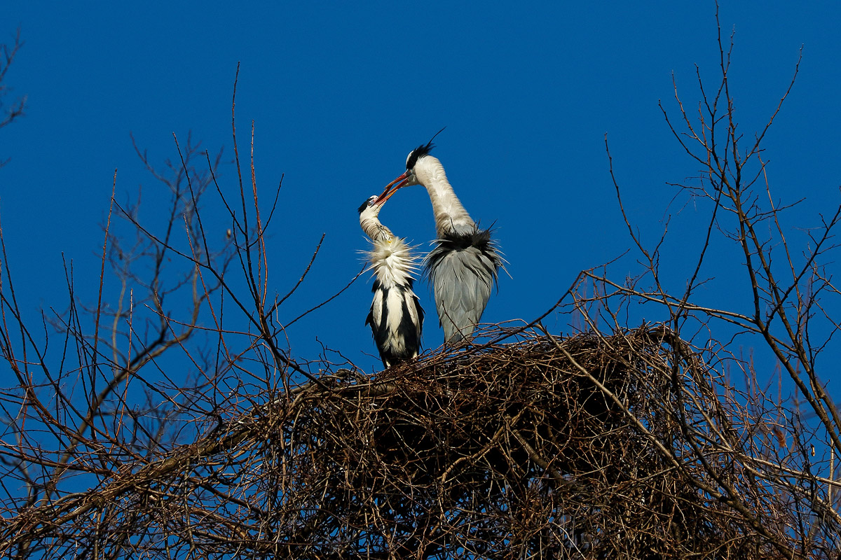 Aironi cenerini - corteggiamento
