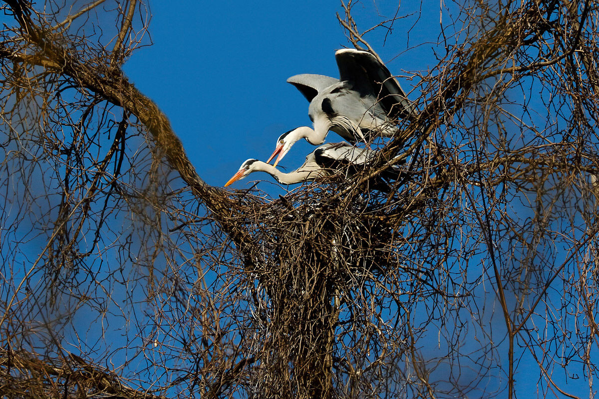 Aironi cenerini - accoppiamento