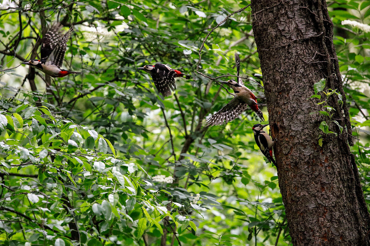 Picchio rosso maggiore