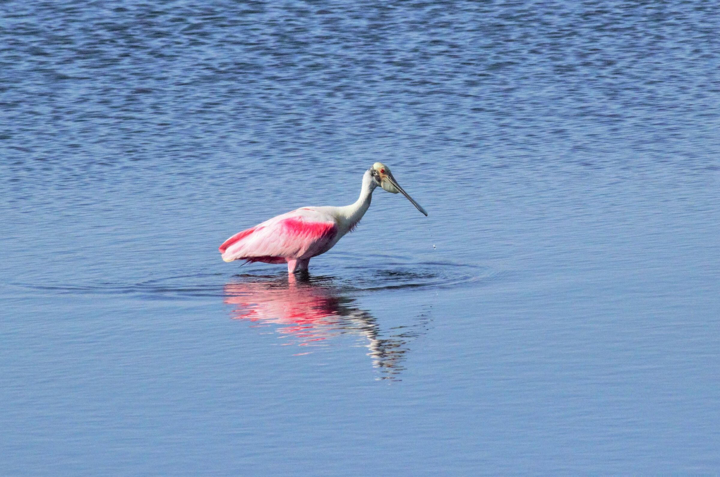The strange inhabitants of the Everglades