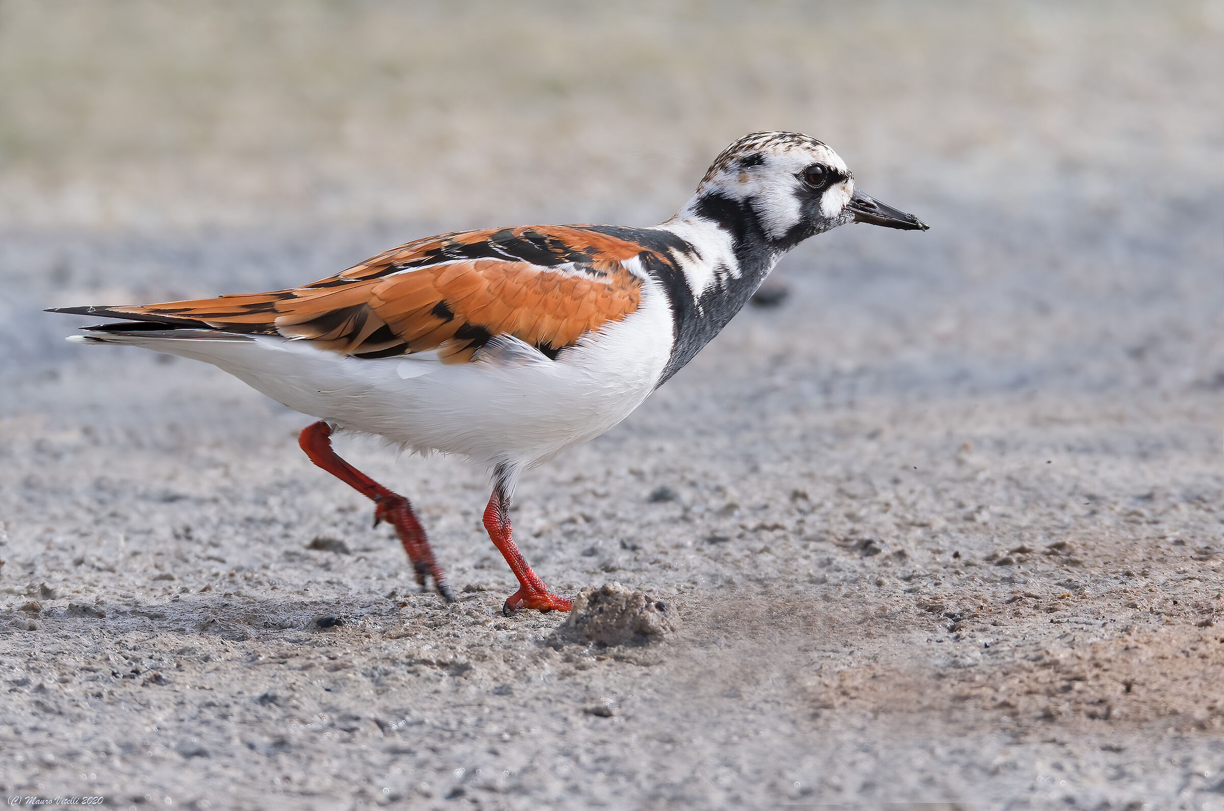 Voltapietre (Arenaria interpres)
