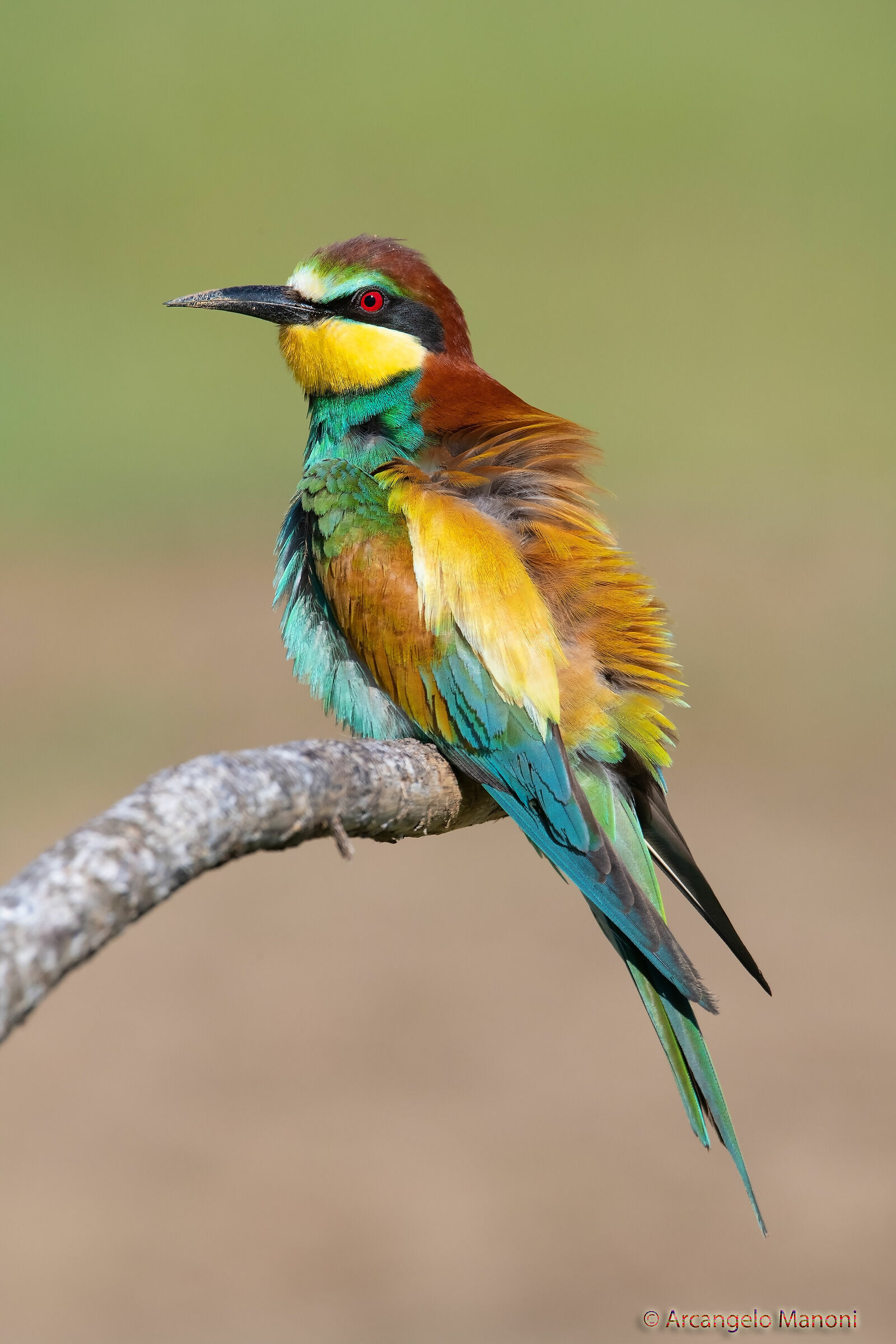 I colori del gtuccione