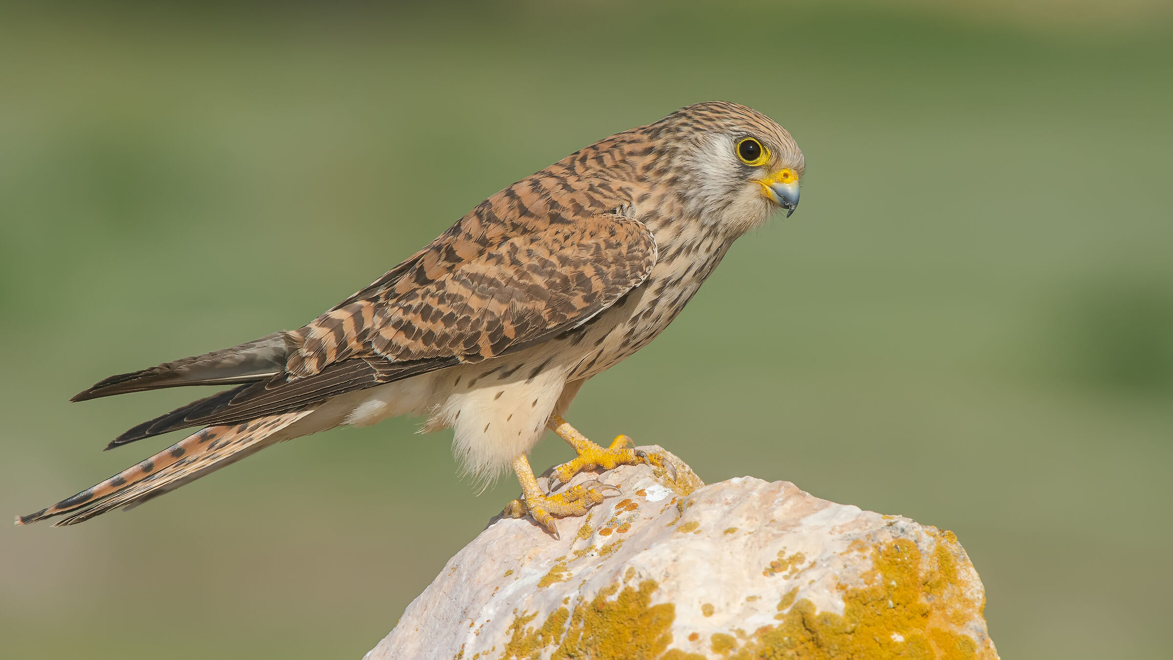 Falco naumanni - Kestrel minore