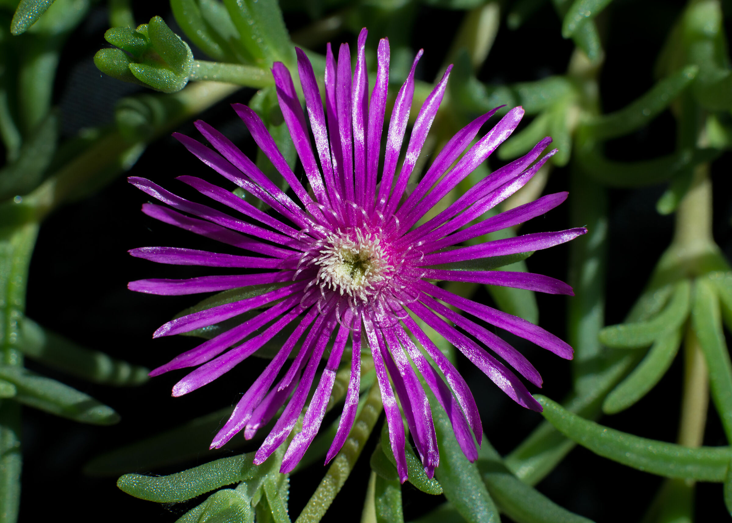 Delosperma Cooperi