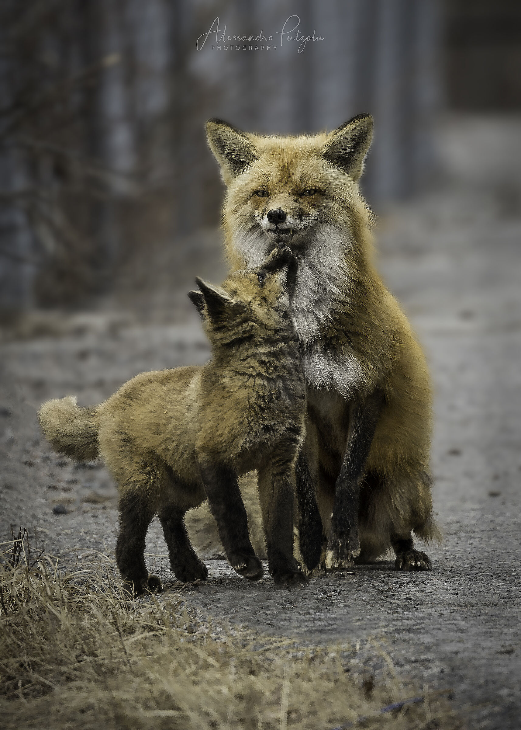 Sweet Fox in Yellowknife