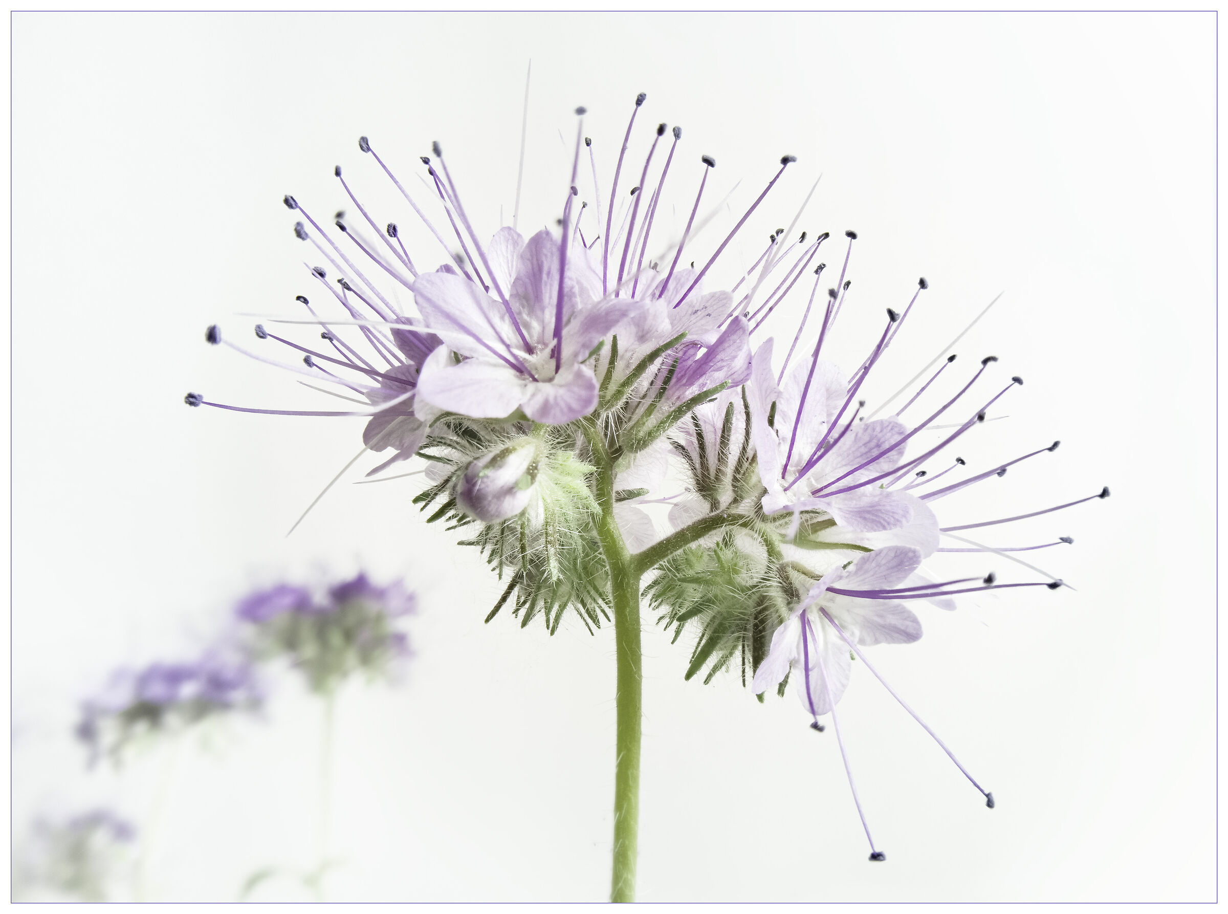 Phacelia Tanacetifolia