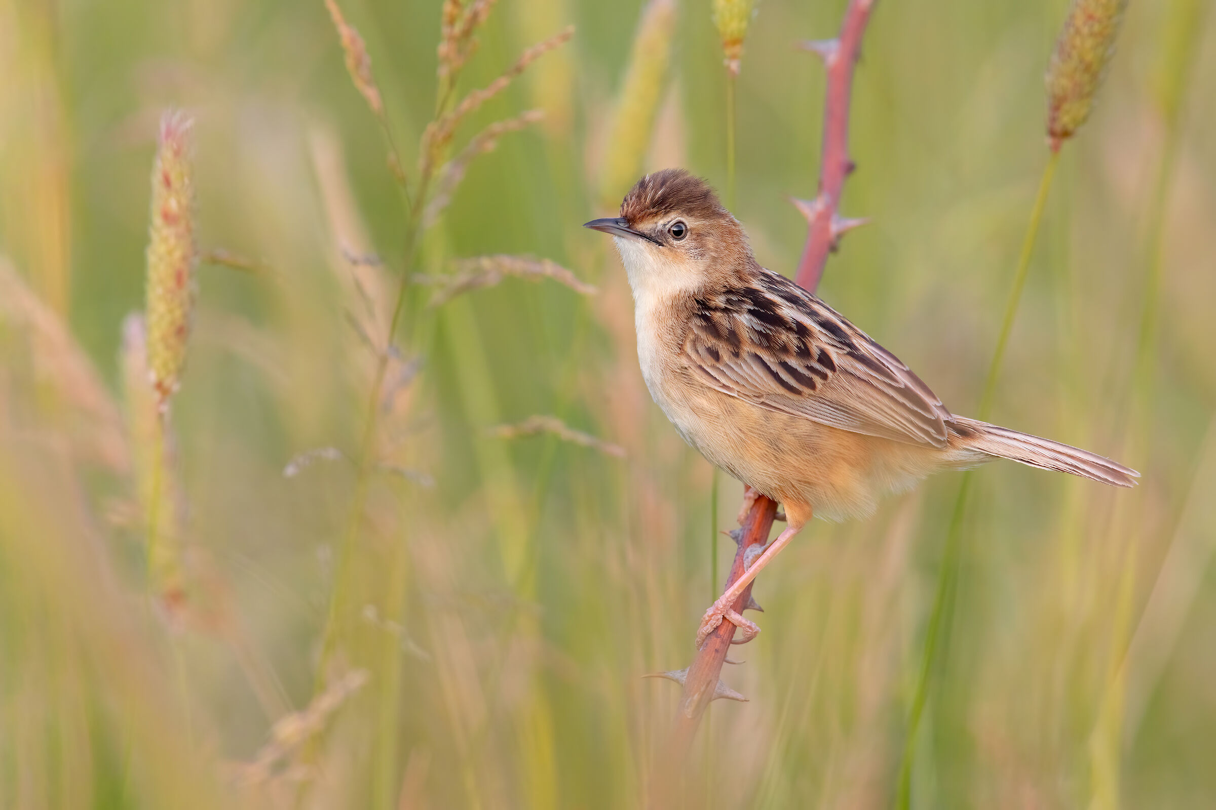 Beccamoschino, reverberations and fallow