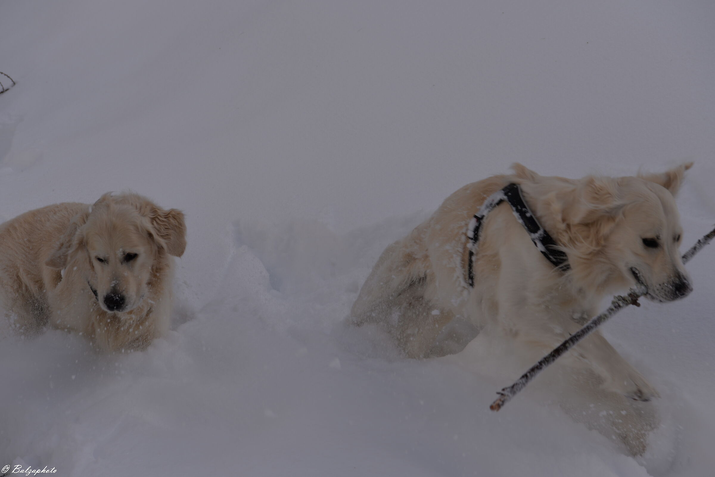 When dogs play in the snow