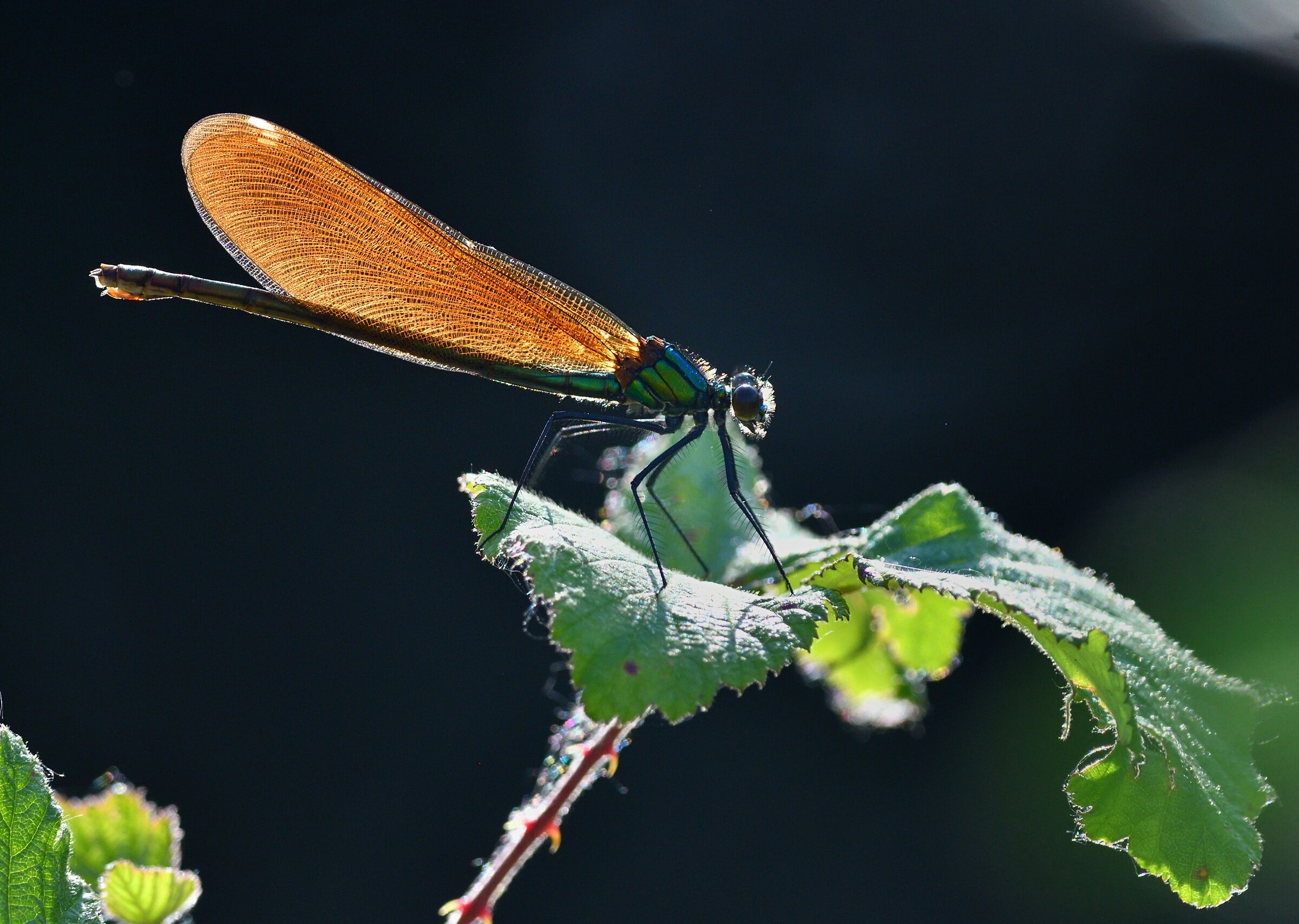 calopteryx virgo in controluce