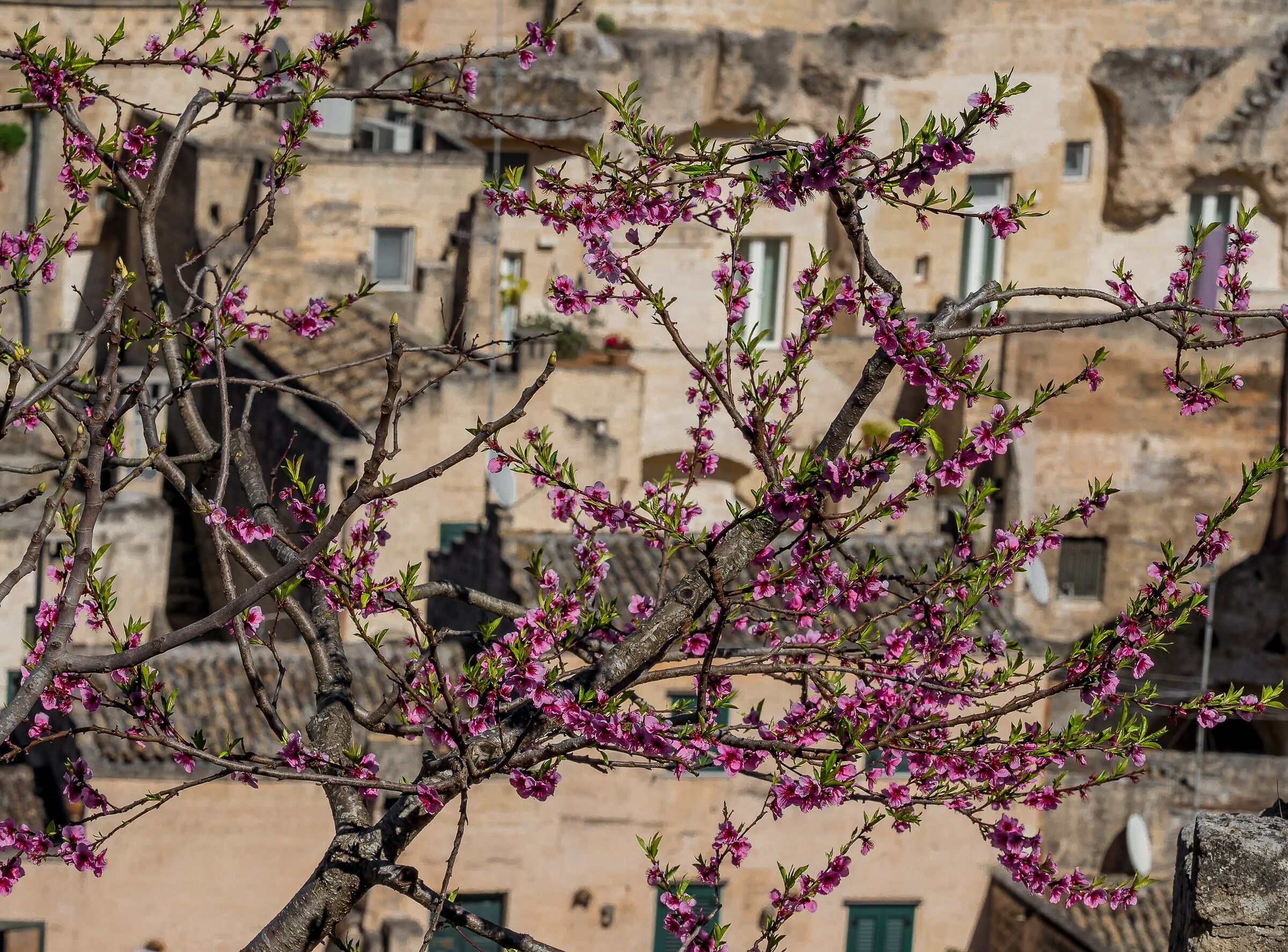 Primavera a Matera......