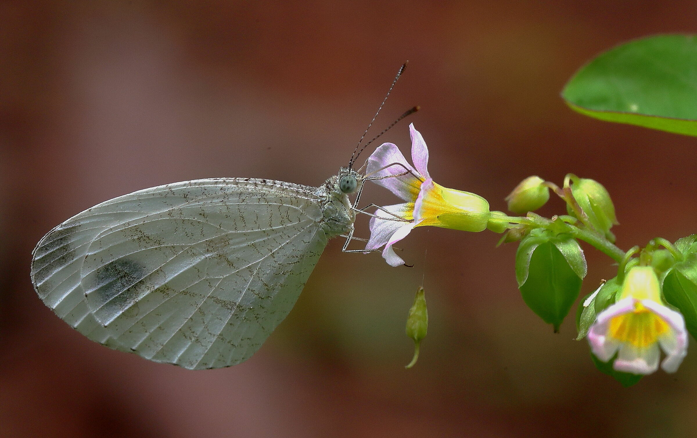 butterfly feeding
