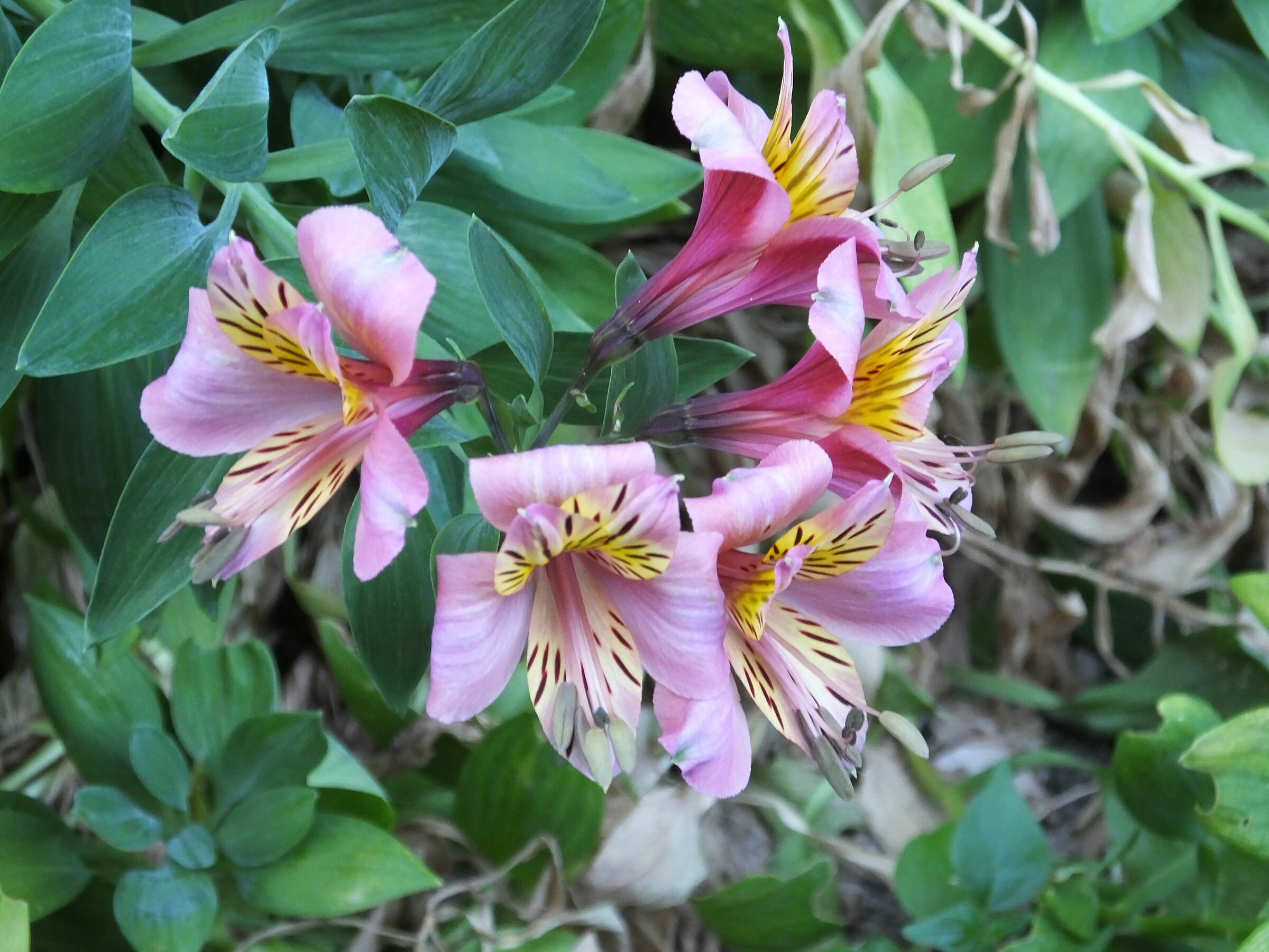 Alstroemeria del Peru