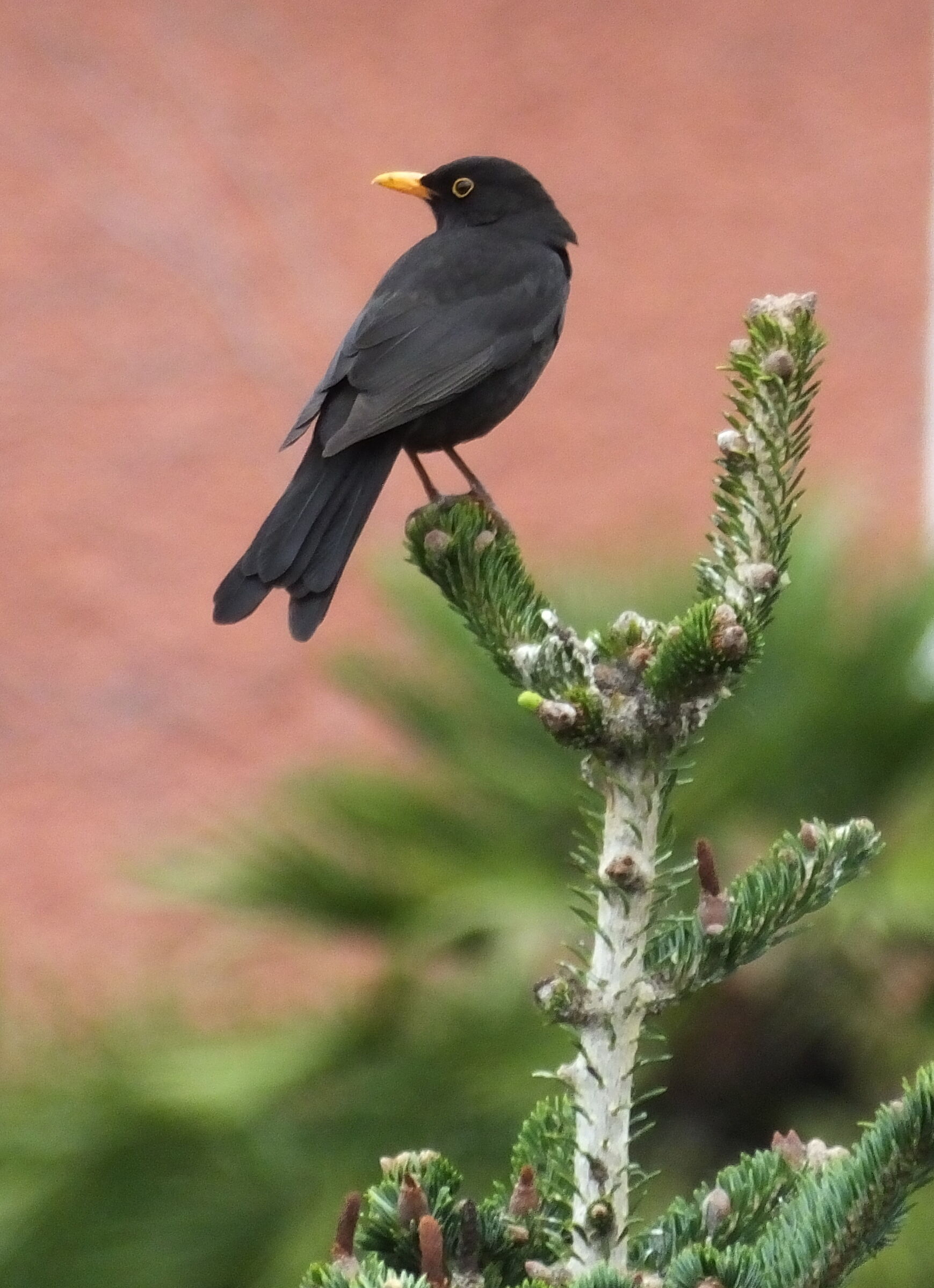 blackbird on fir