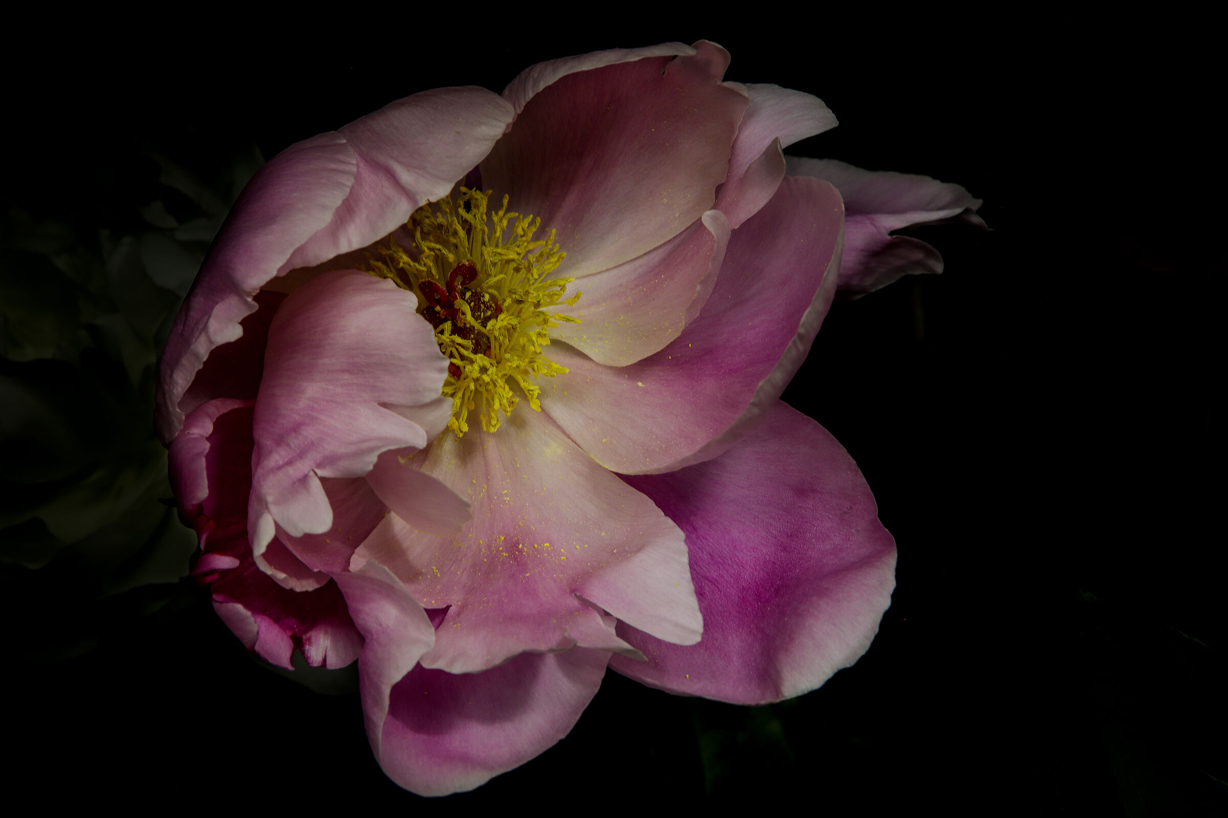 Peony