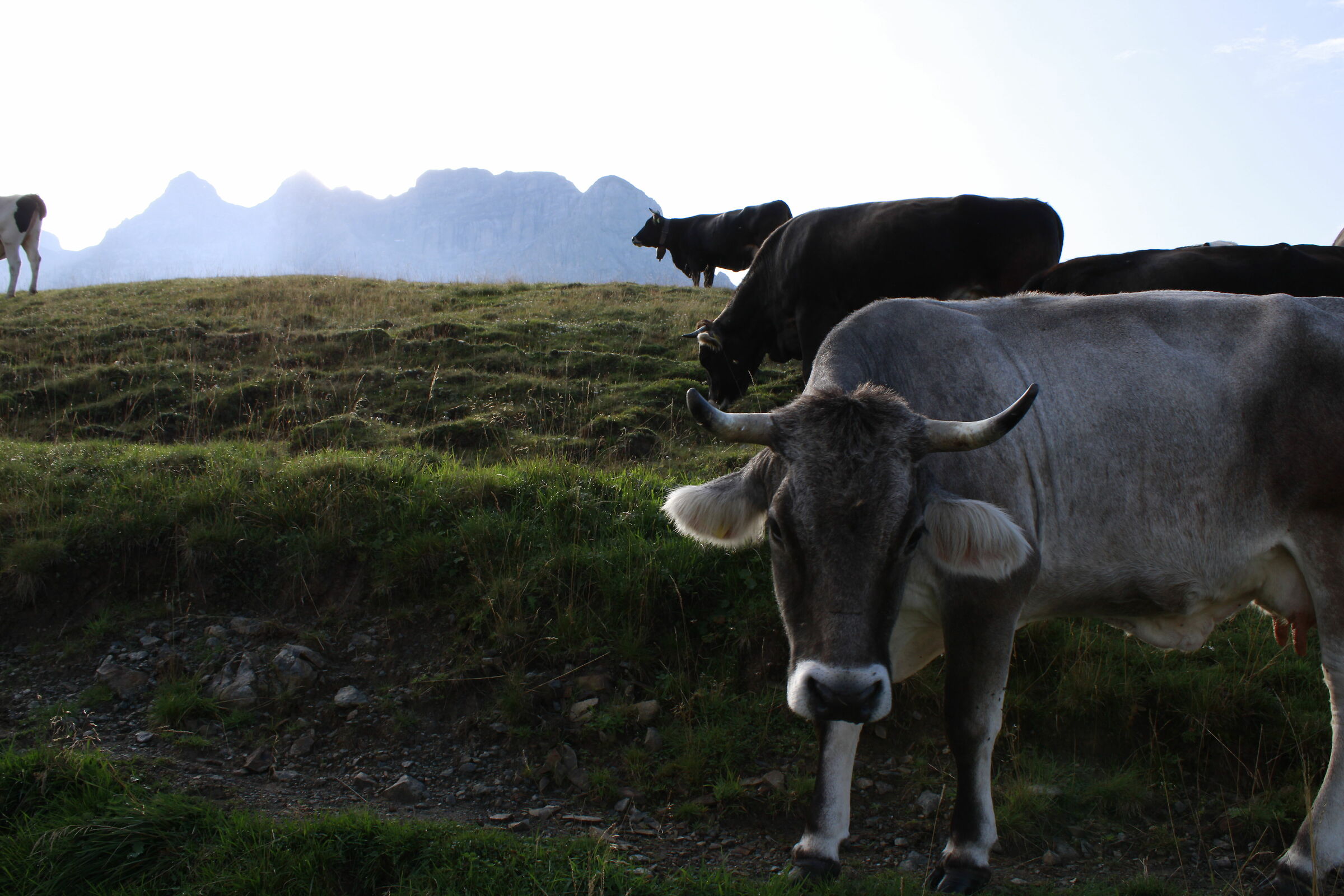 Dolomiti del Brenta - paesaggio