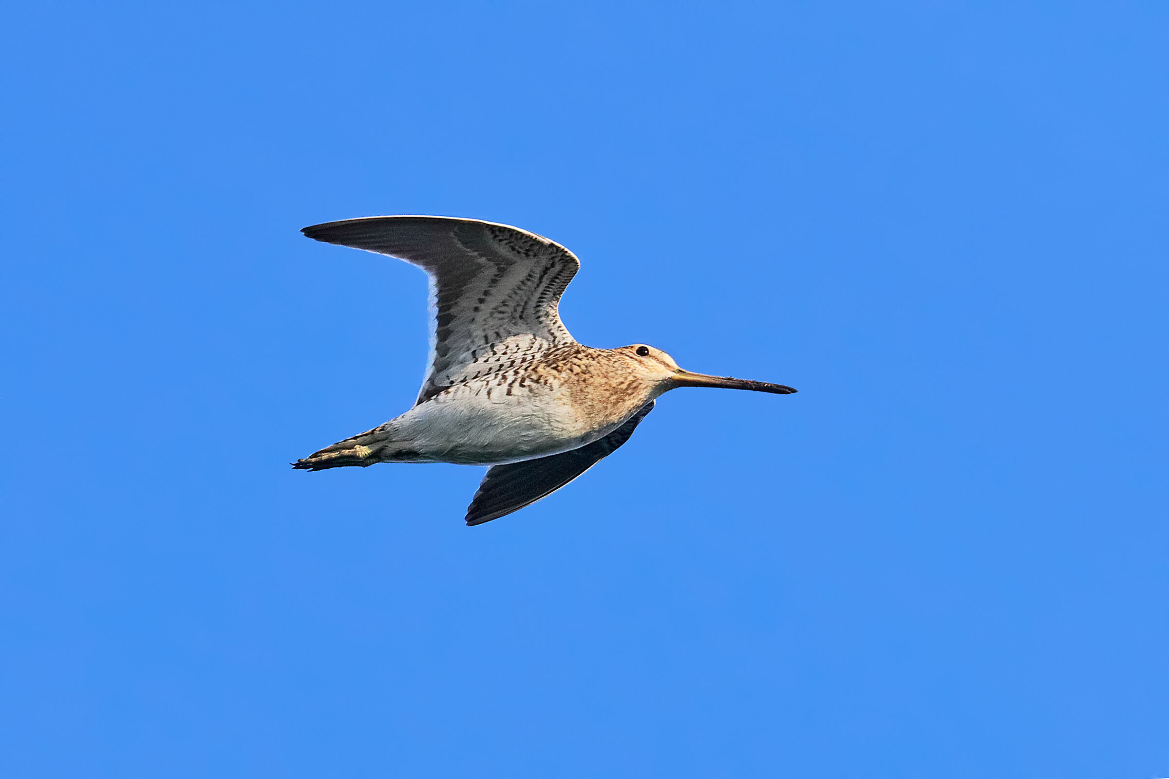 Short-beaked sniccaccino